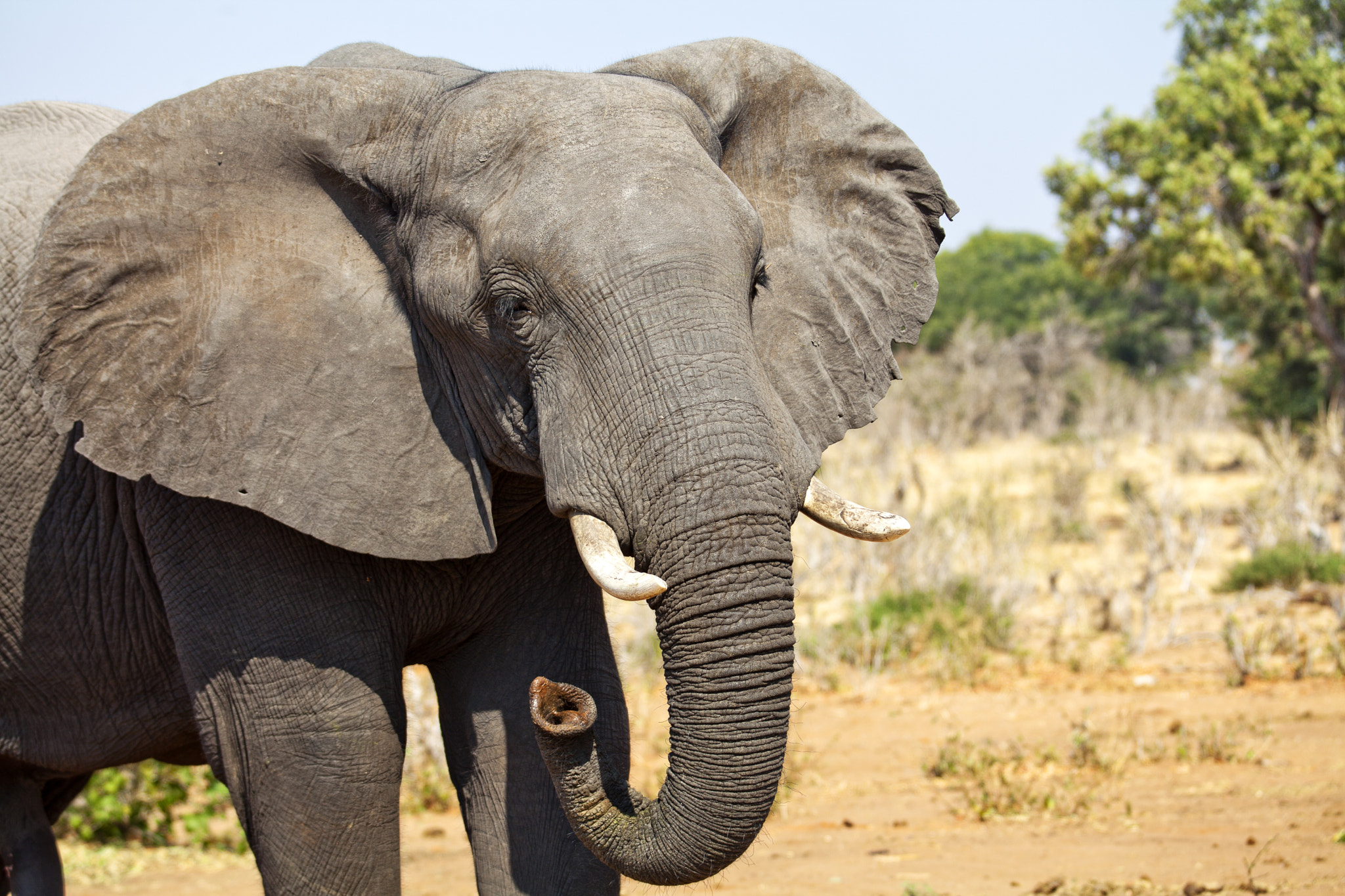 Canon EF 70-200mm F2.8L IS II USM sample photo. Young adult elephant photography