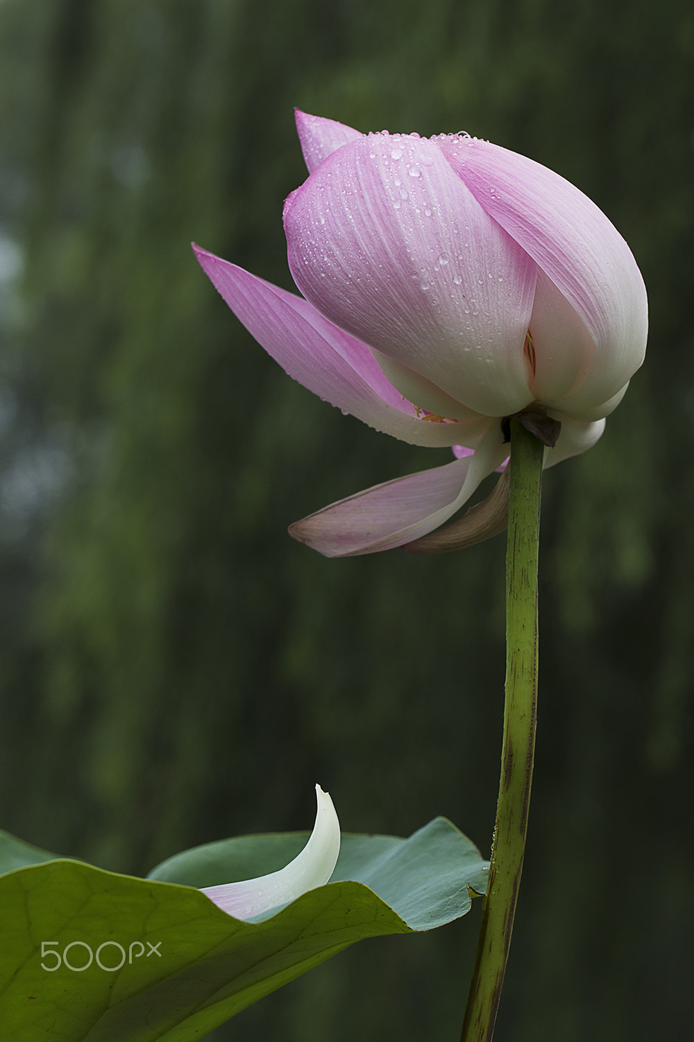 Canon EF 100mm F2.8L Macro IS USM sample photo. Lotus photography