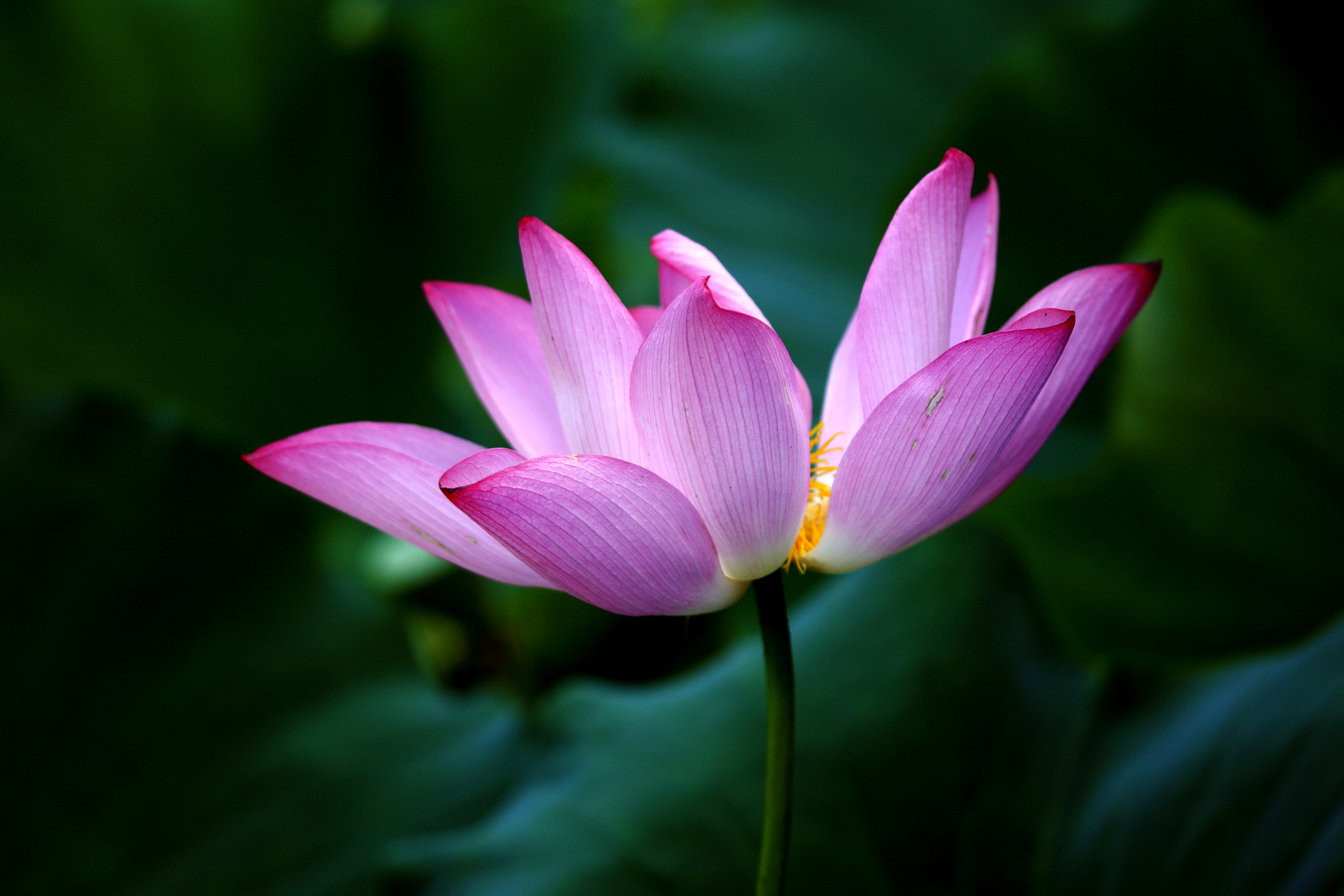 Tamron SP 150-600mm F5-6.3 Di VC USD sample photo. Lotus photography