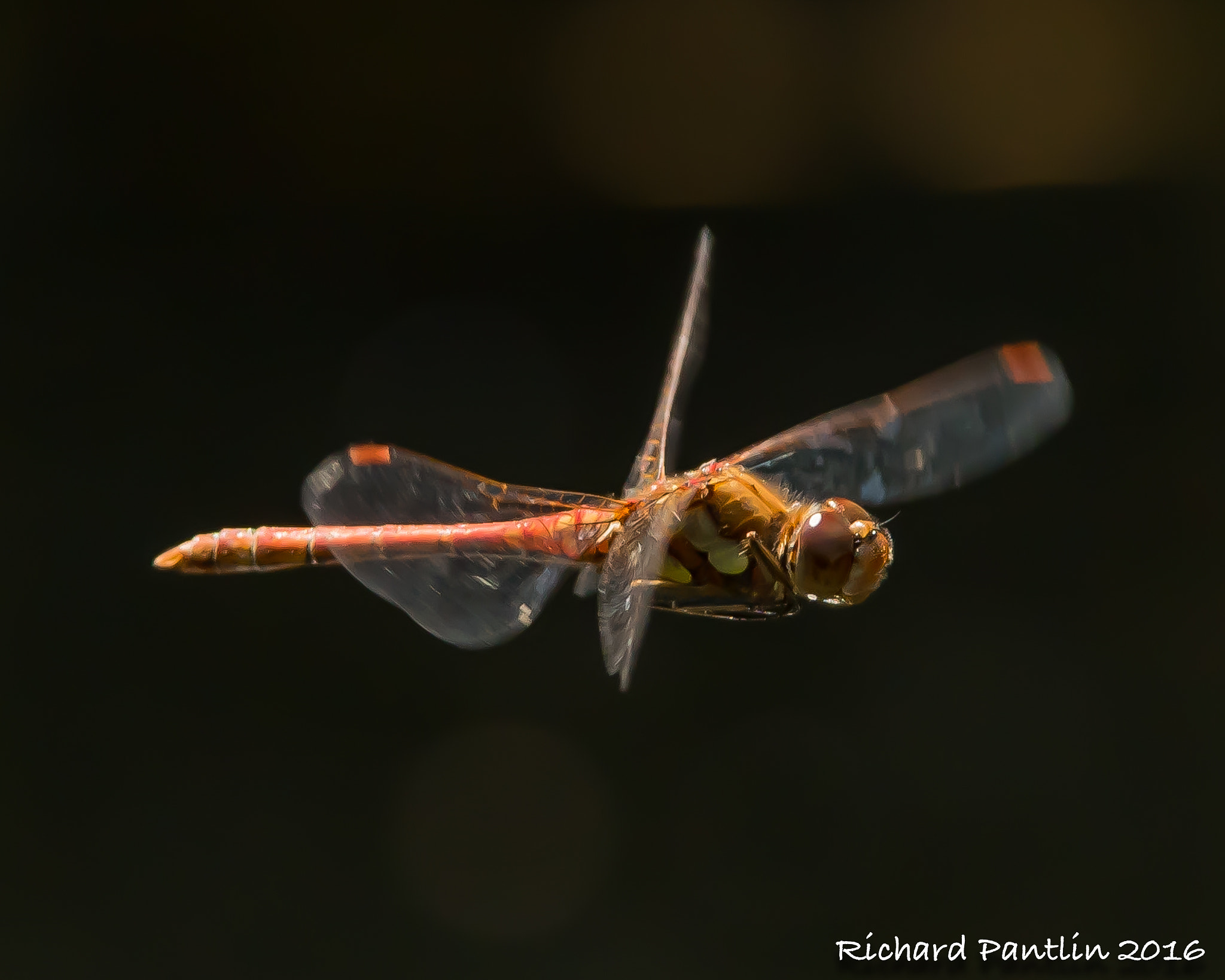 Nikon AF-S Nikkor 300mm F2.8G ED VR II sample photo. Dsc_0994-8.jpg photography