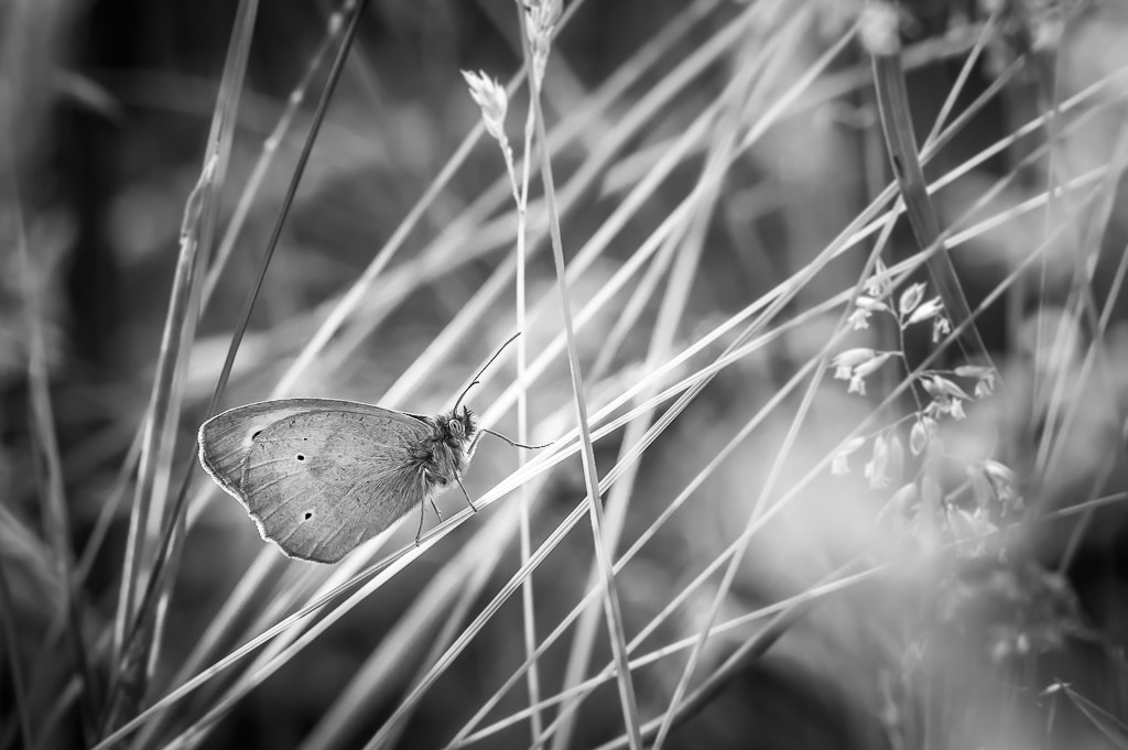 Pentax K-3 sample photo. Butterfly in tall grasses photography