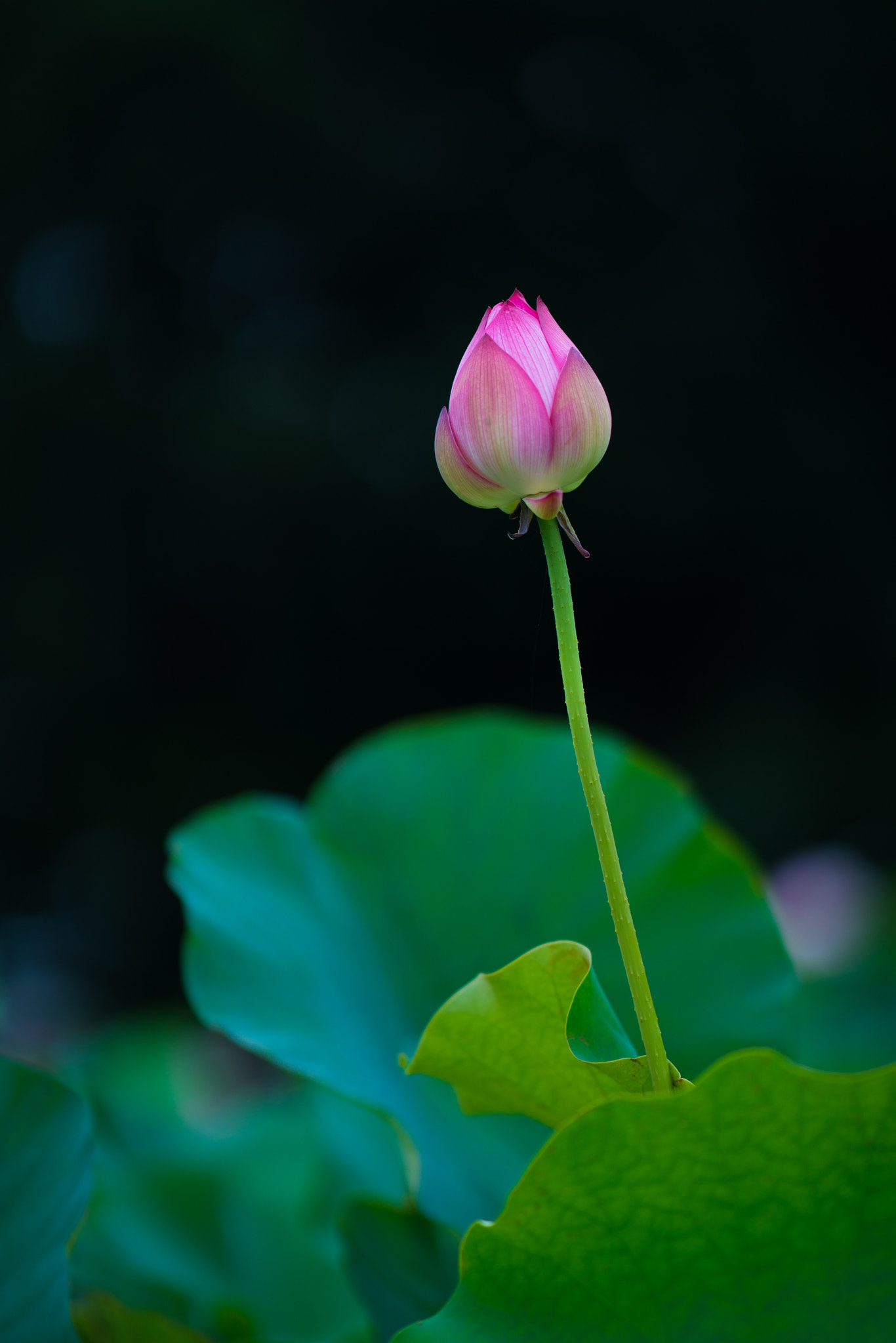 Sony Sonnar T* 135mm F1.8 ZA sample photo. Lotus bud photography