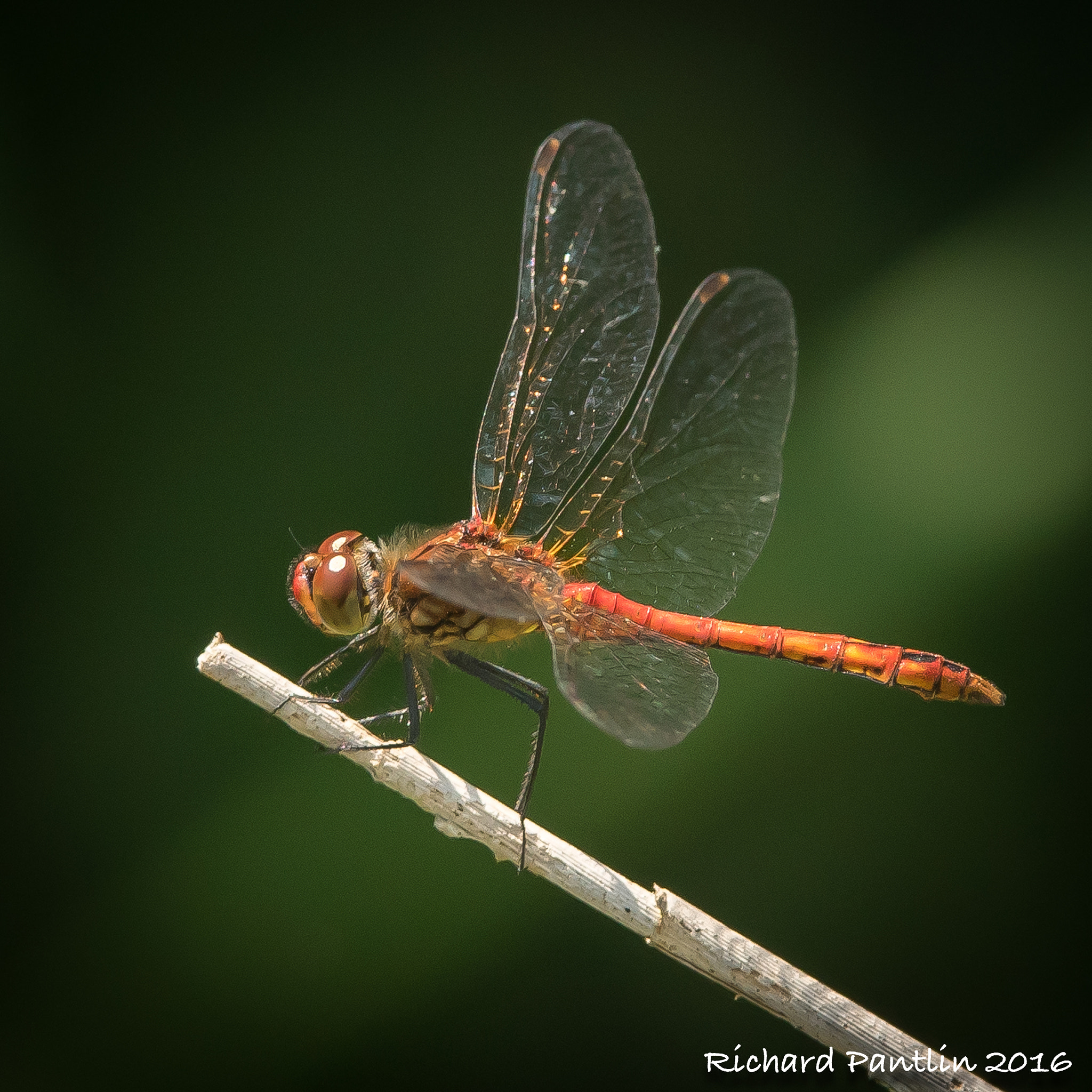 Nikon AF-S Nikkor 300mm F2.8G ED VR II sample photo. Dsc_1102-23.jpg photography