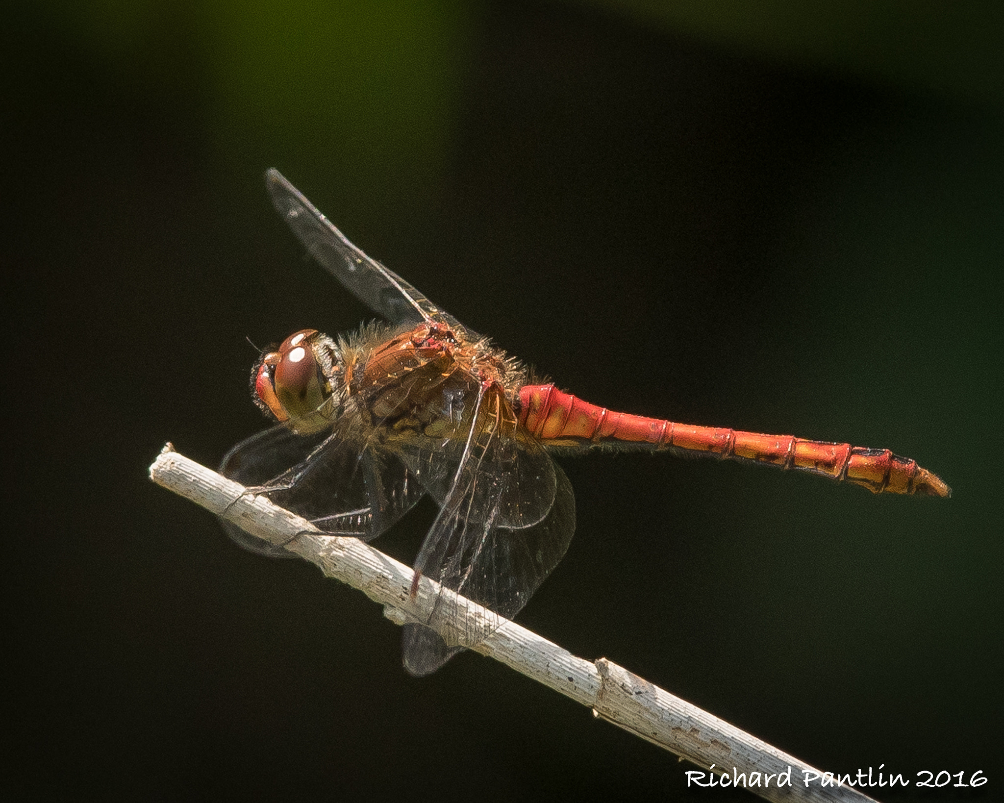 Nikon AF-S Nikkor 300mm F2.8G ED VR II sample photo. Dsc_1110-25.jpg photography