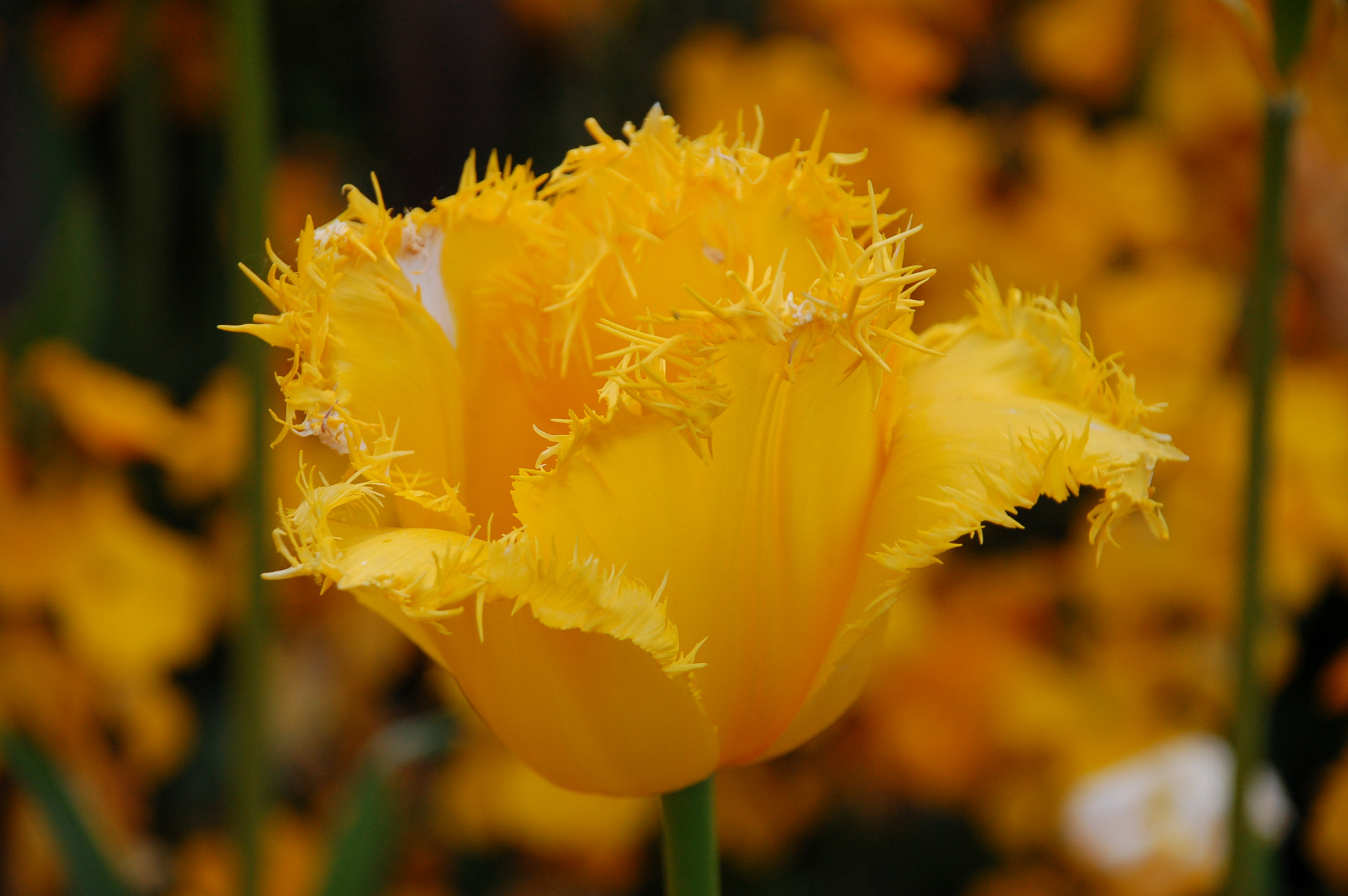 Nikon D50 sample photo. Yellow flower photography