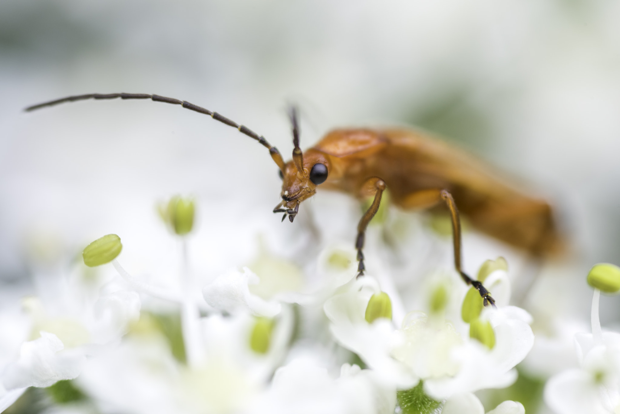 AF Micro-Nikkor 60mm f/2.8 sample photo. Looking for breakfast photography
