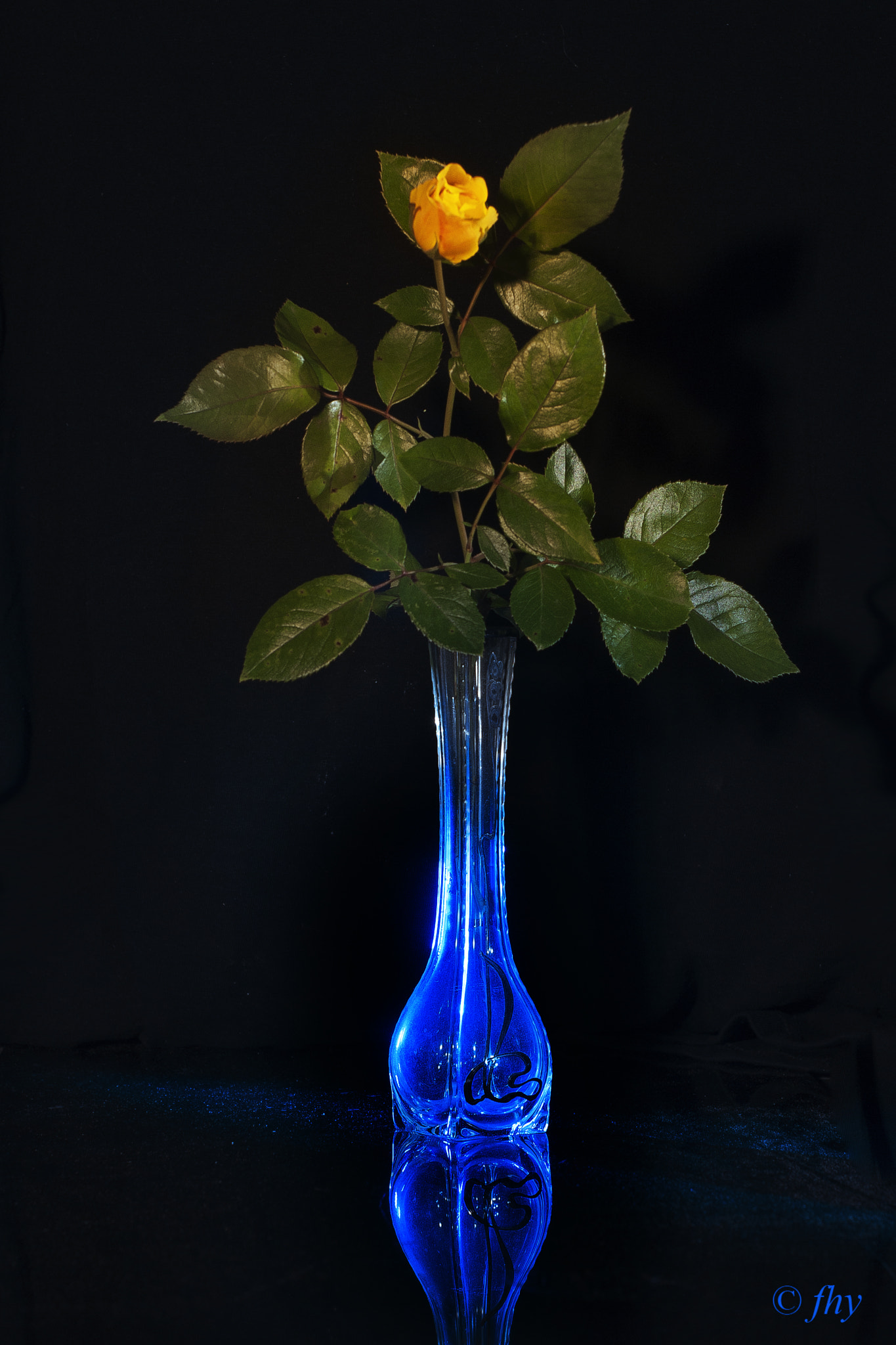 Sony Alpha DSLR-A350 sample photo. Kleine nachtrose - little rose at night photography