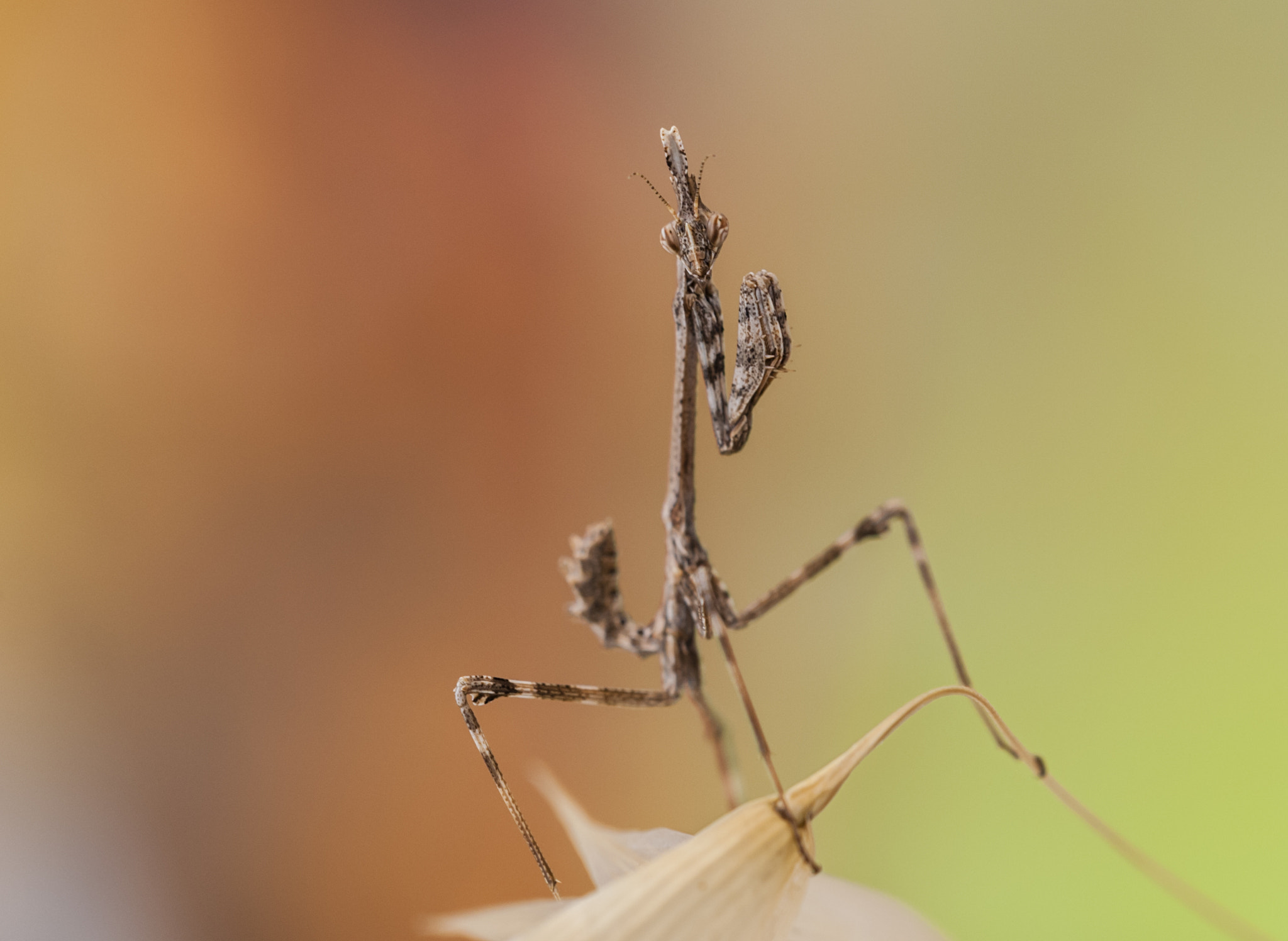 Sigma APO Macro 180mm F3.5 EX DG HSM sample photo. Empusa photography
