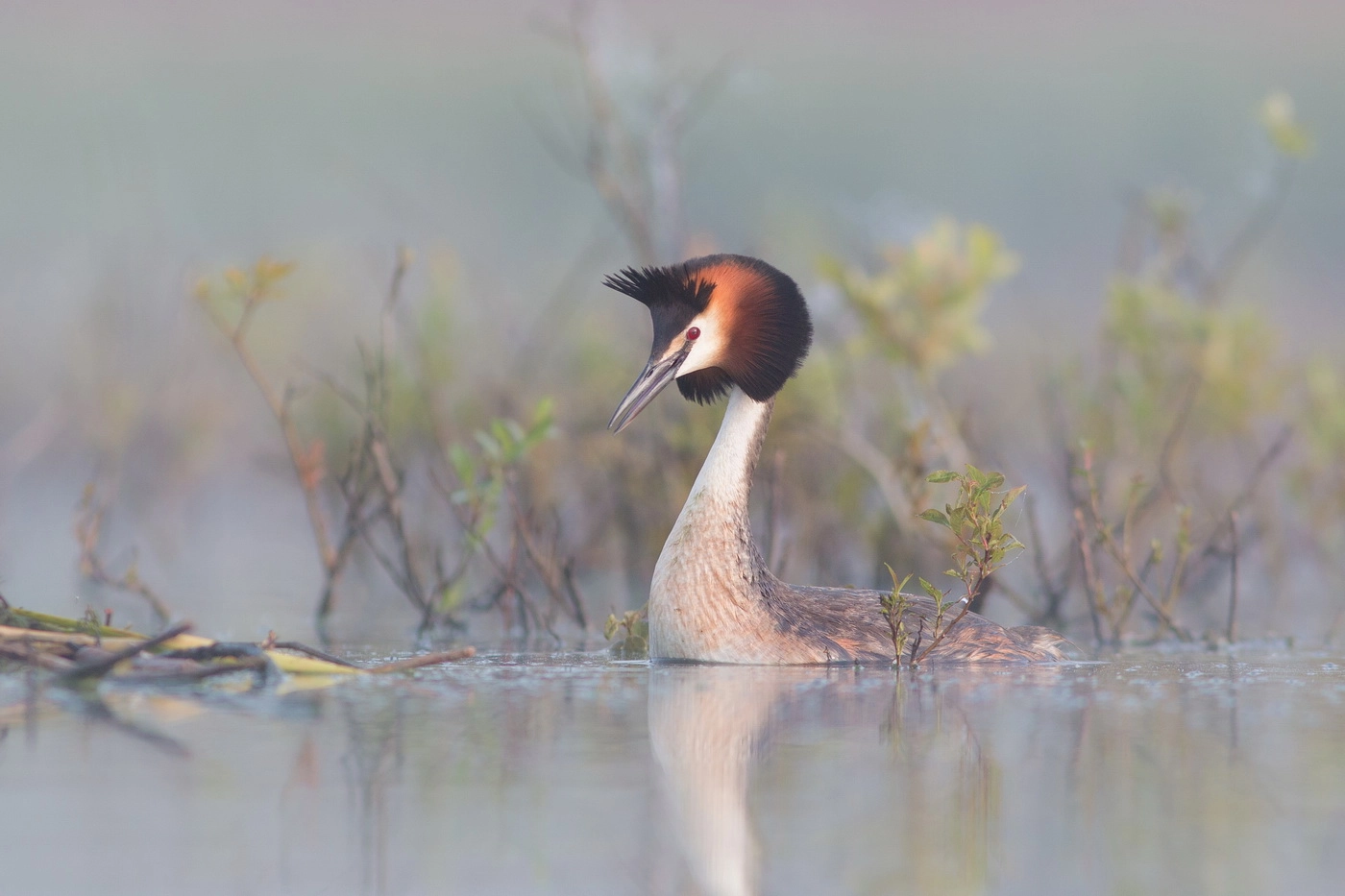 Canon EOS 70D + Canon EF 300mm F4L IS USM sample photo. Great crested grebe in soft blue photography