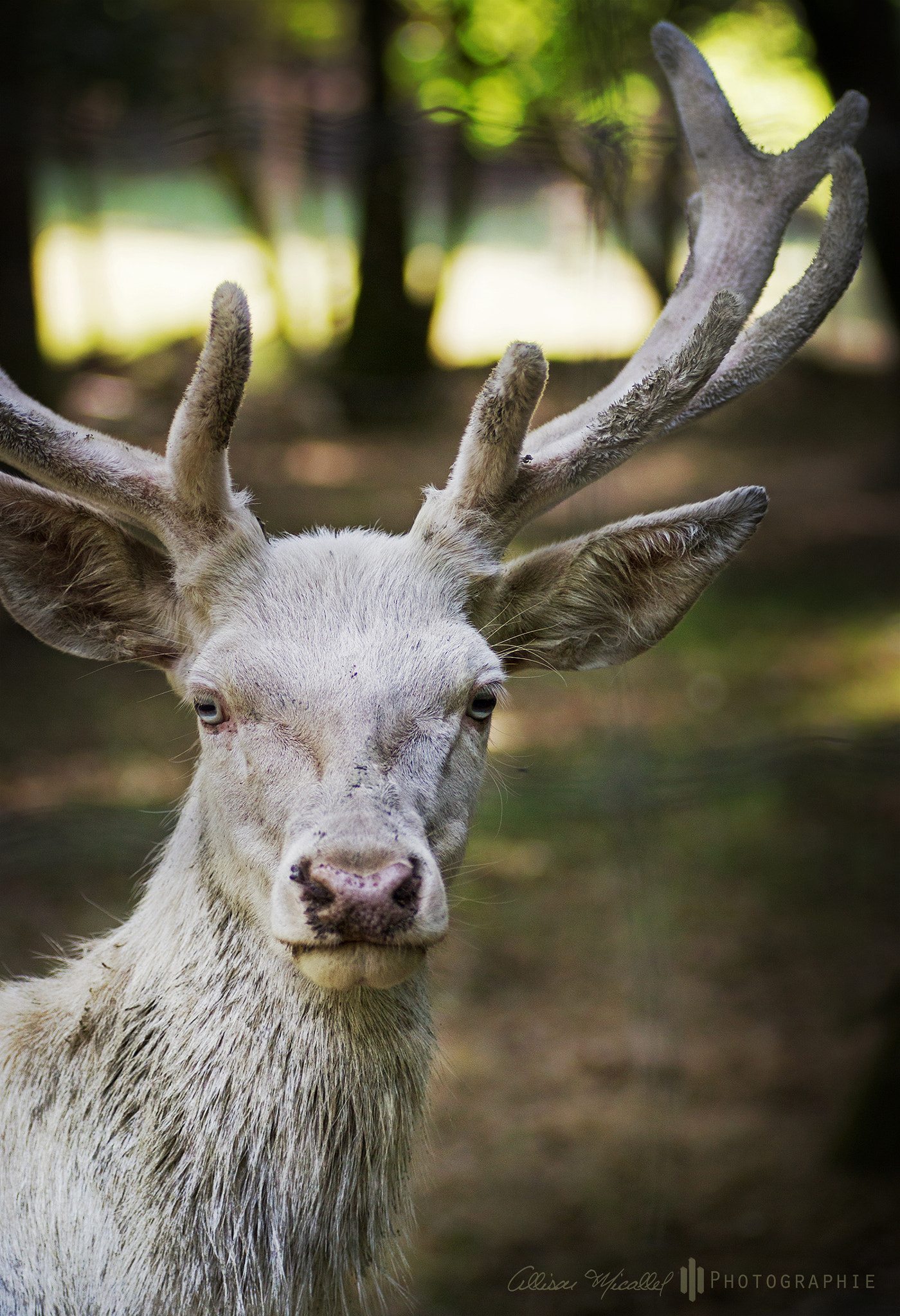 Canon EOS 600D (Rebel EOS T3i / EOS Kiss X5) + Tamron SP AF 90mm F2.8 Di Macro sample photo. Stag photography