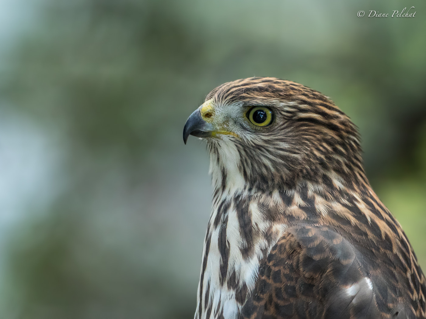 Canon EF 300mm F2.8L IS II USM sample photo. Portrait of juvenile cooper's hawk photography