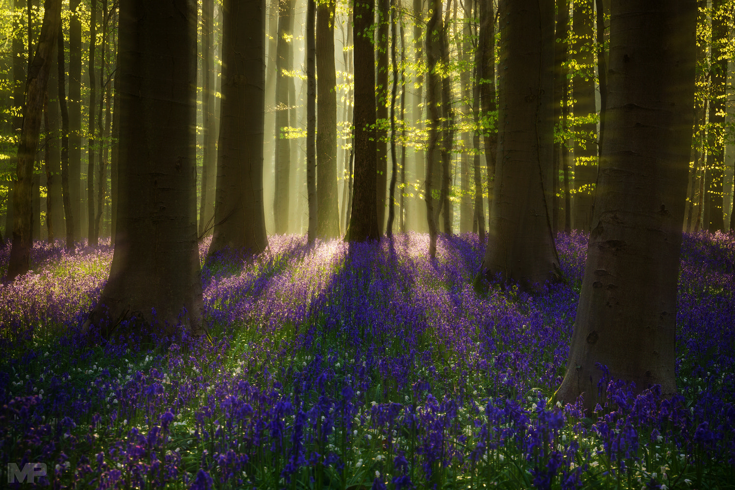 Sony E 18-200mm F3.5-6.3 OSS sample photo. Hallerbos photography
