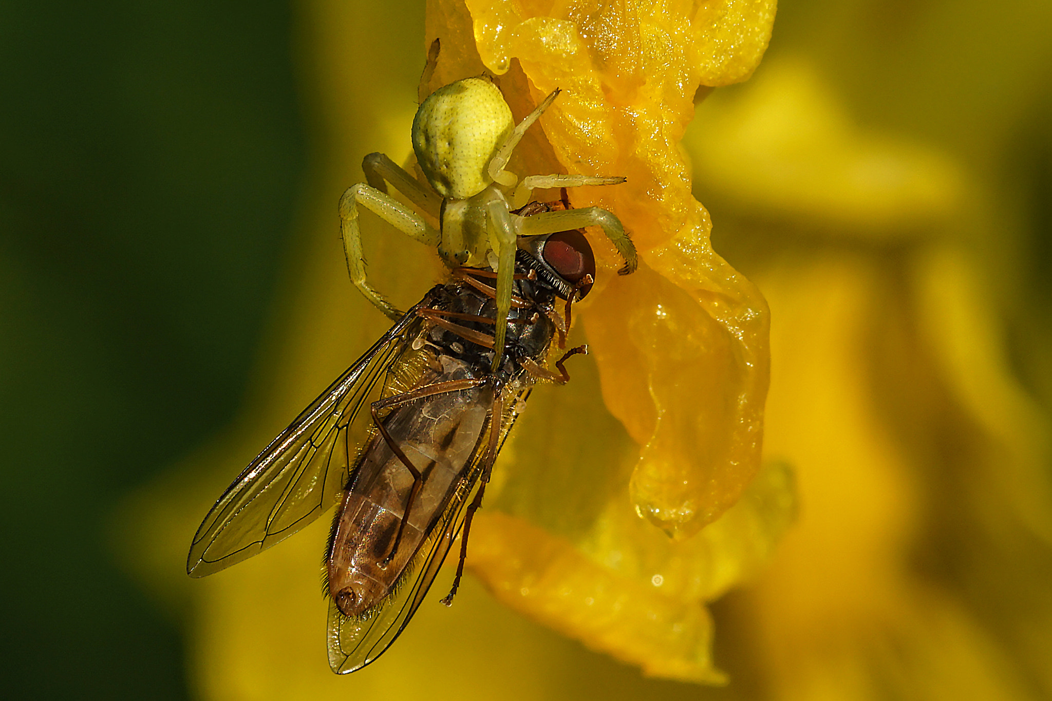 Sony SLT-A68 + Minolta AF 100mm F2.8 Macro [New] sample photo. Spider attack ! photography