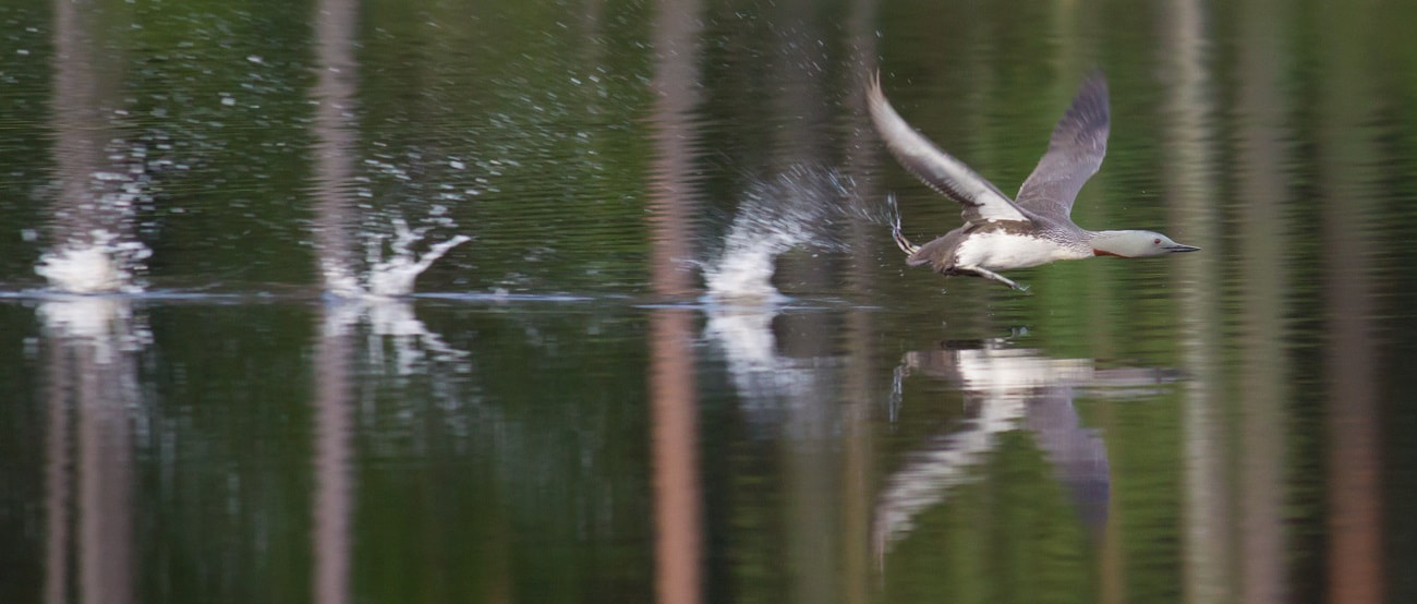 Canon EOS-1D Mark IV sample photo. Take off photography