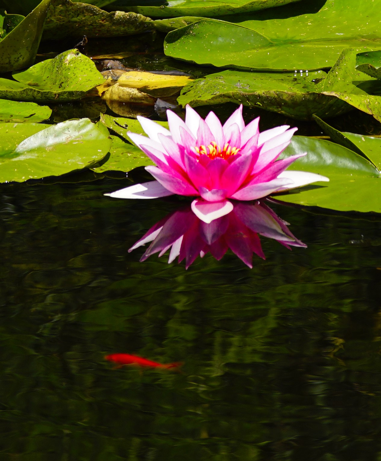 Tamron Lens (255) sample photo. The water lily and the goldfish photography