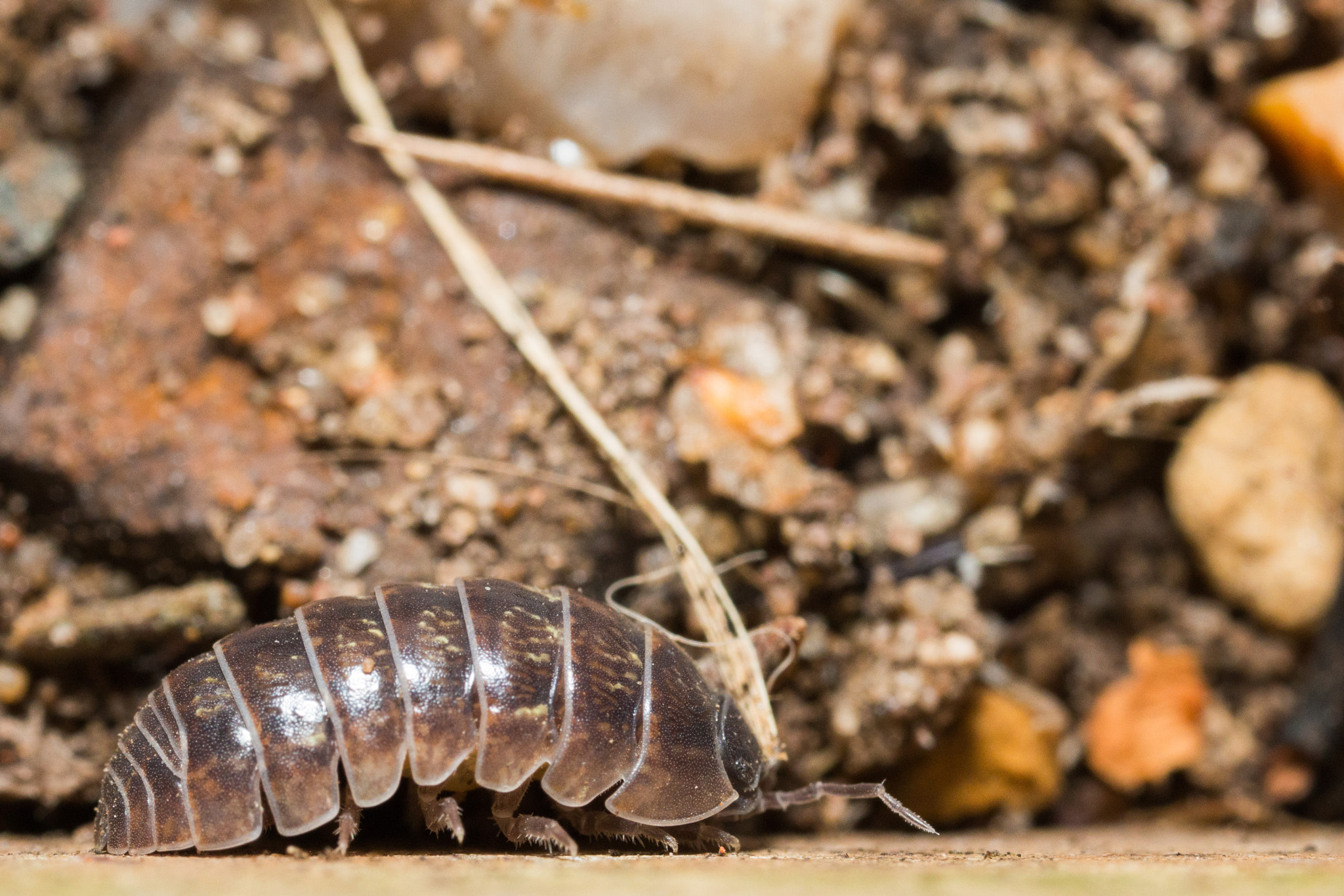 Canon MP-E 65mm F2.5 1-5x Macro Photo sample photo. Pill woodlouse photography