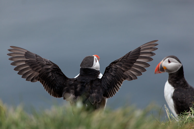 Canon EF 100-400mm F4.5-5.6L IS USM sample photo. Showing feathers photography