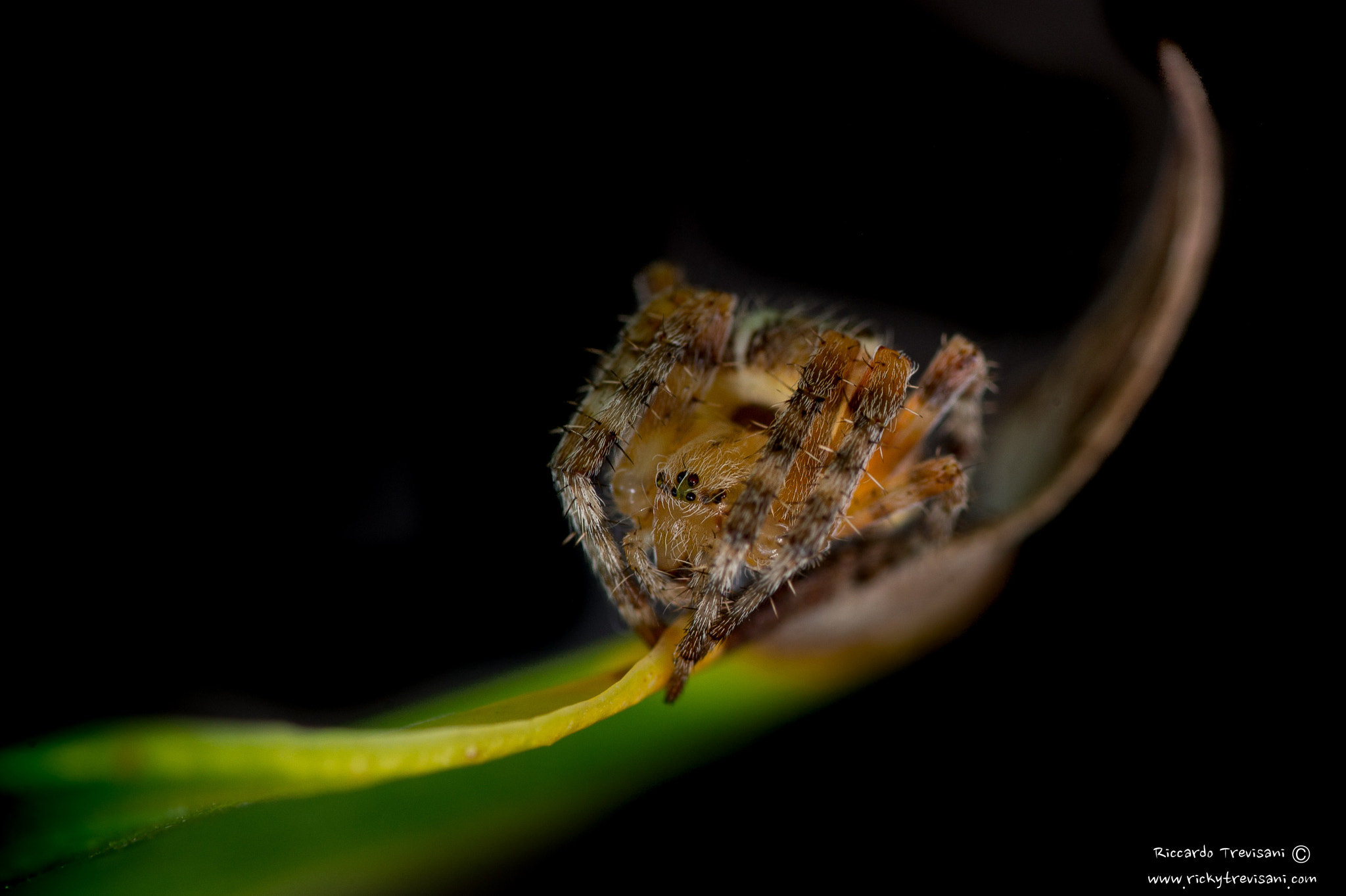 Nikon D4 sample photo. Spider photography