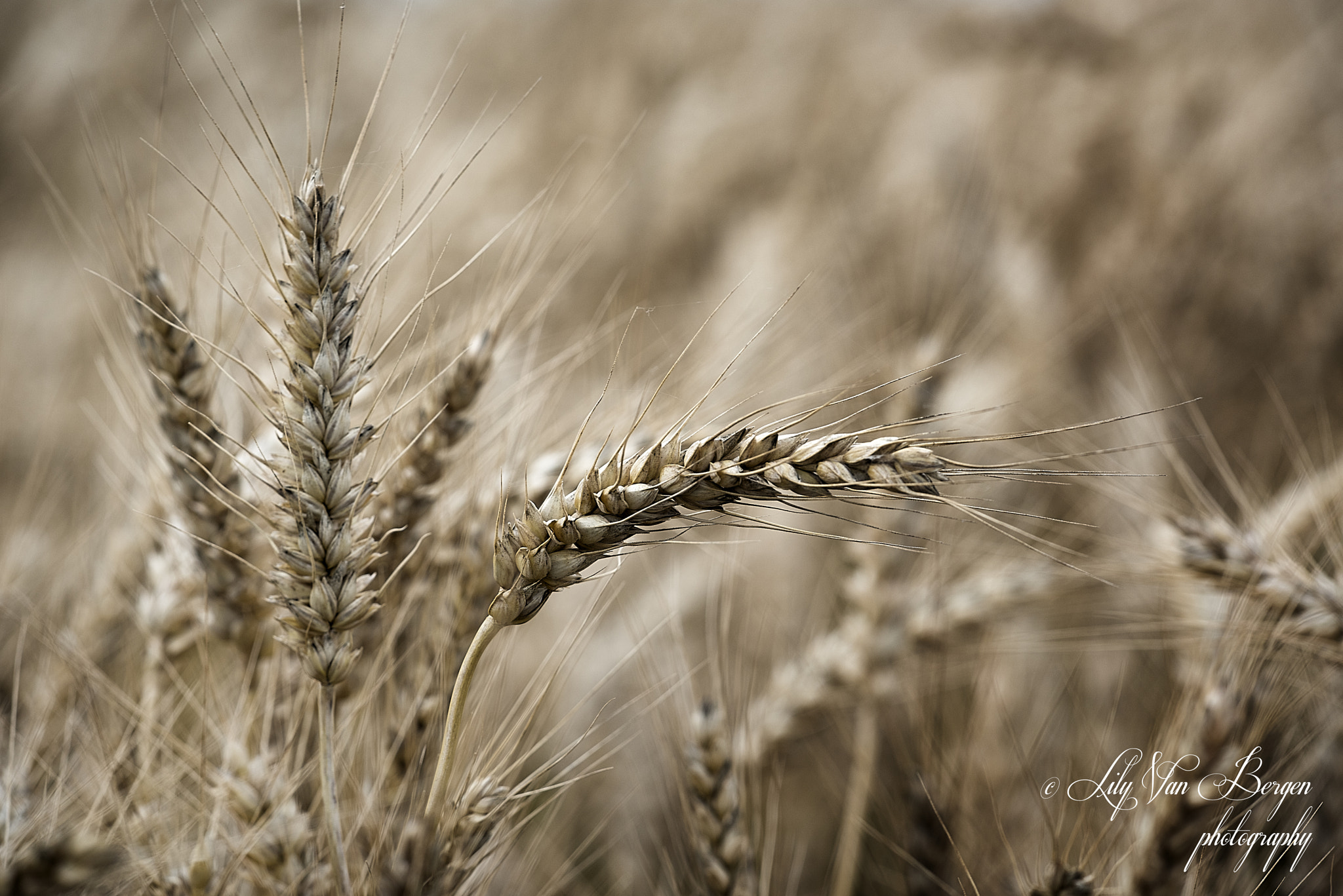 Nikon D810 + Sigma 150mm F2.8 EX DG Macro HSM sample photo. Wheat field photography