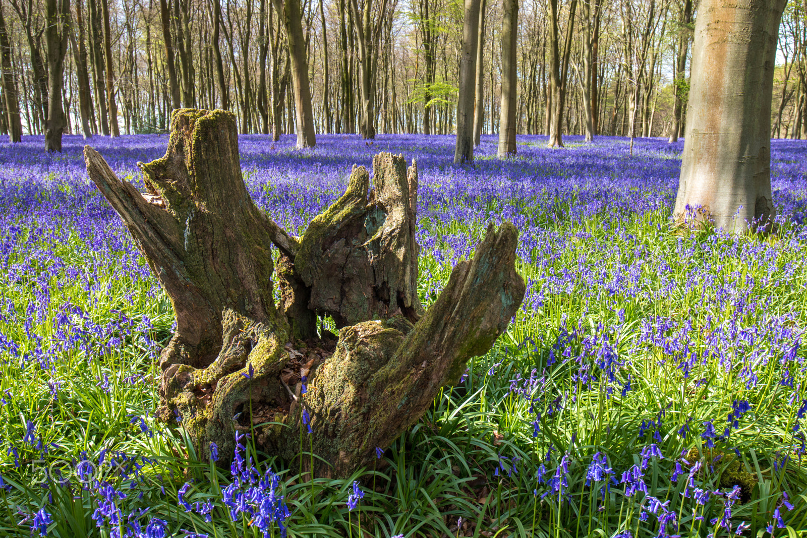 Canon EOS 70D + Canon EF 16-35mm F4L IS USM sample photo. Bluebells at micheldever woods-5 photography