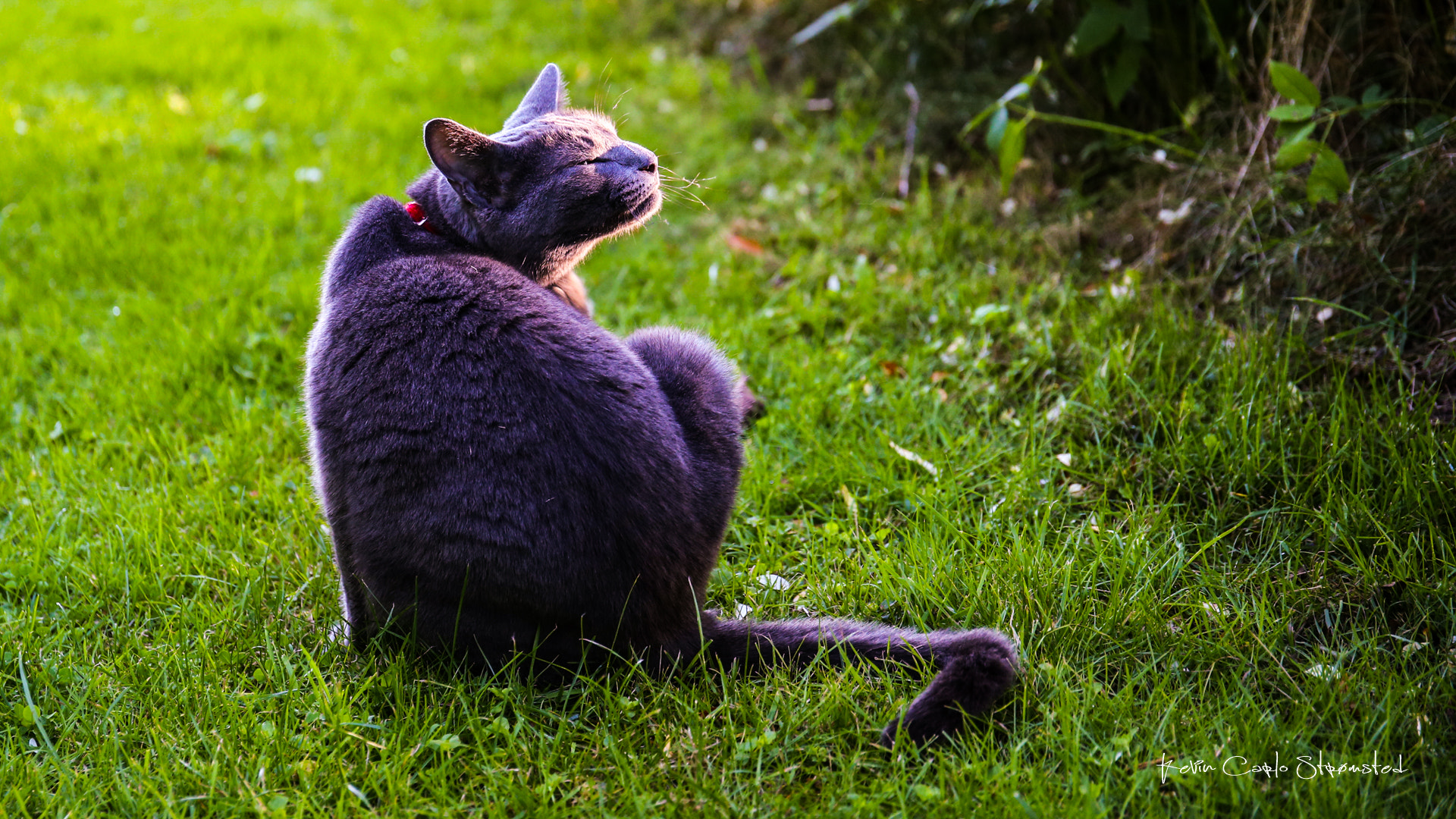 Canon EF 24-70mm F4L IS USM sample photo. Neelix photography