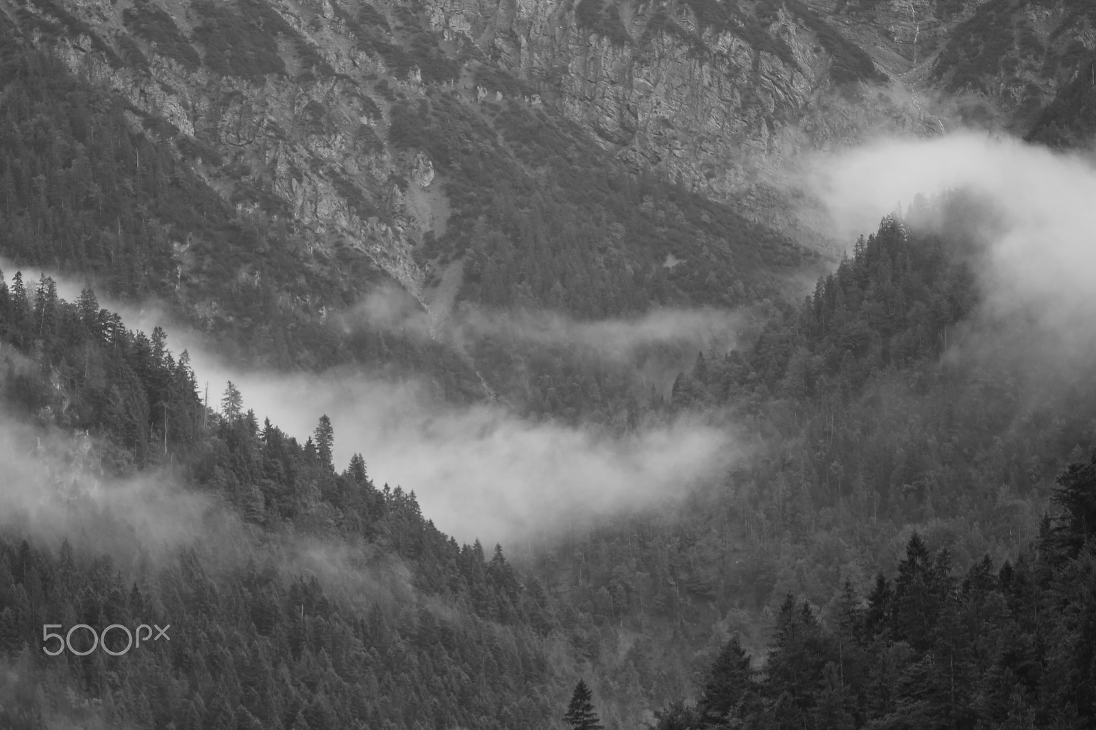 Sigma APO Macro 150mm f/2.8 EX DG HSM sample photo. Fog in the forest ii photography