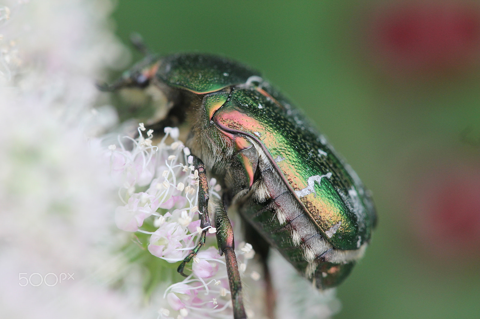 Sigma APO Macro 150mm f/2.8 EX DG HSM sample photo. The beetle photography