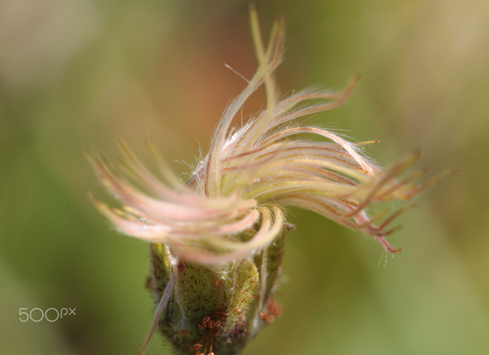 Sigma APO Macro 150mm f/2.8 EX DG HSM sample photo. The justin bieber flower? ii photography
