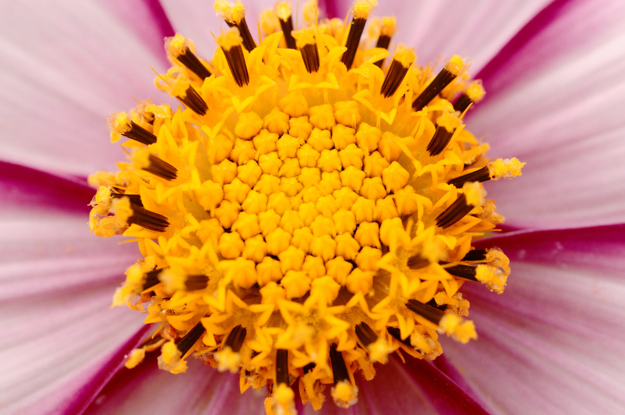 Pentax smc D-FA 50mm F2.8 Macro sample photo. Cosmos photography