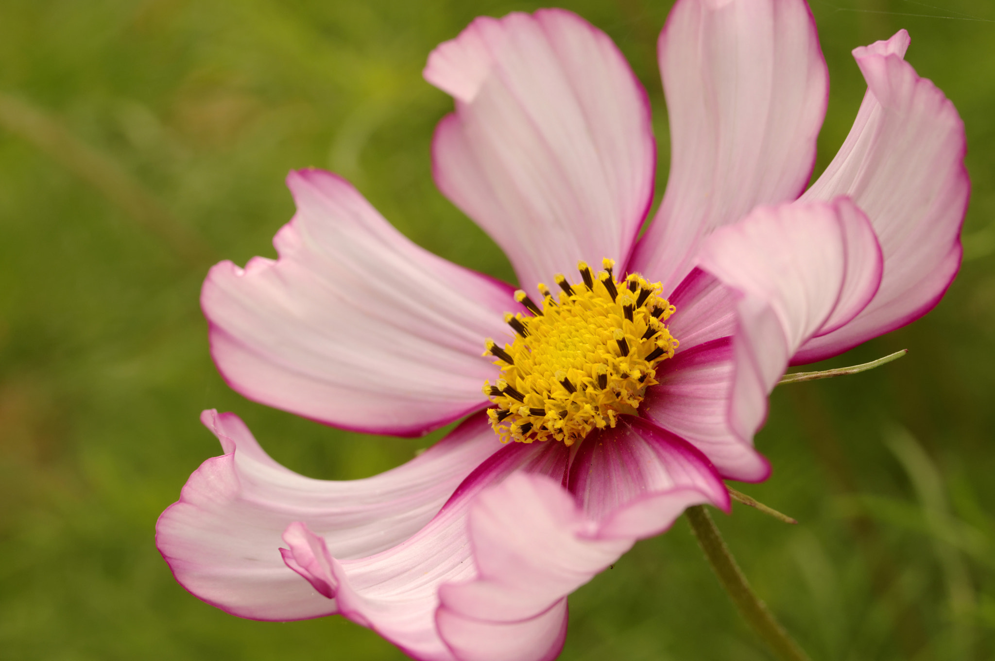 Pentax smc D-FA 50mm F2.8 Macro sample photo. Cosmos photography