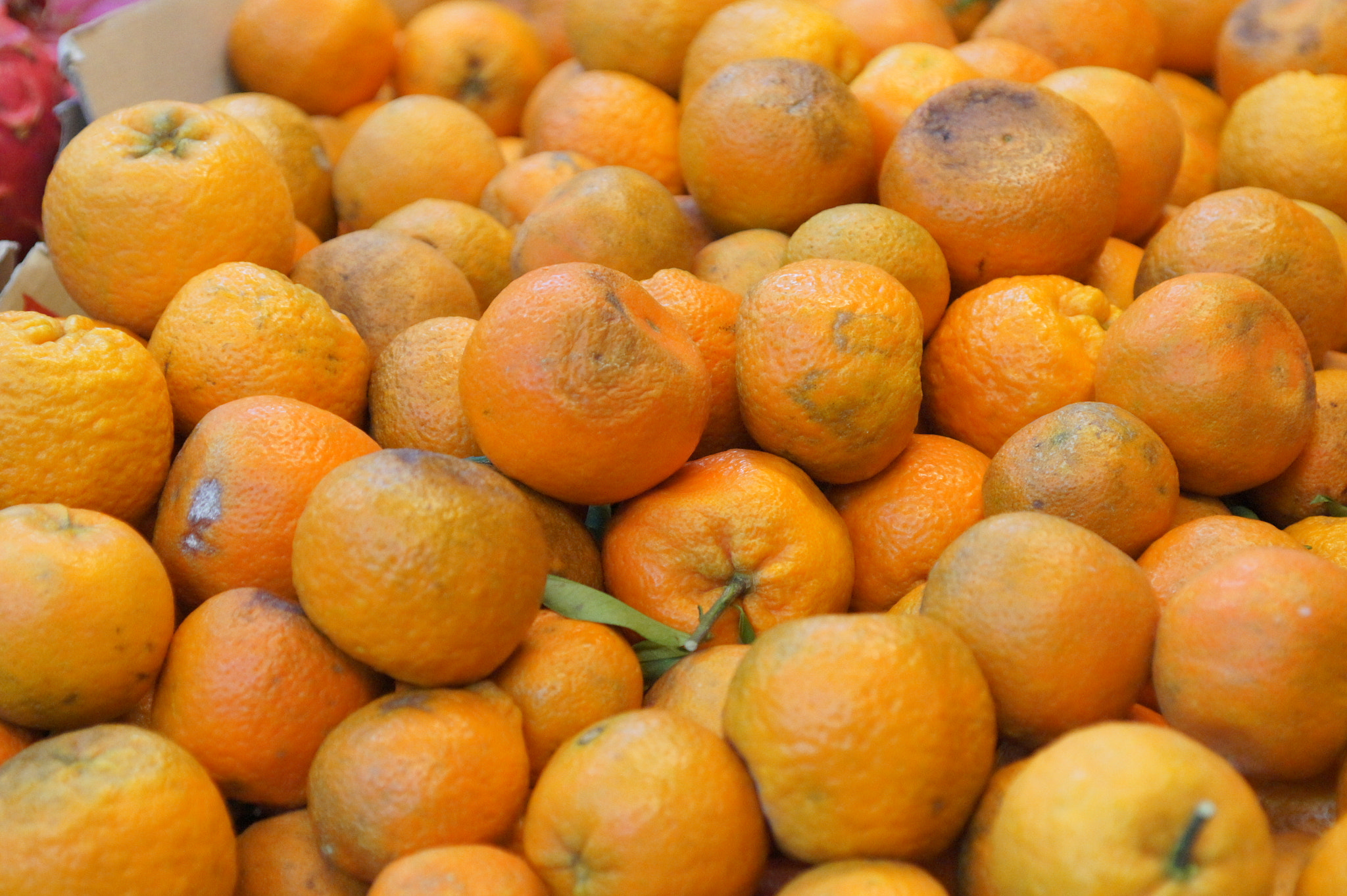 Sony Alpha DSLR-A550 sample photo. Orange photography