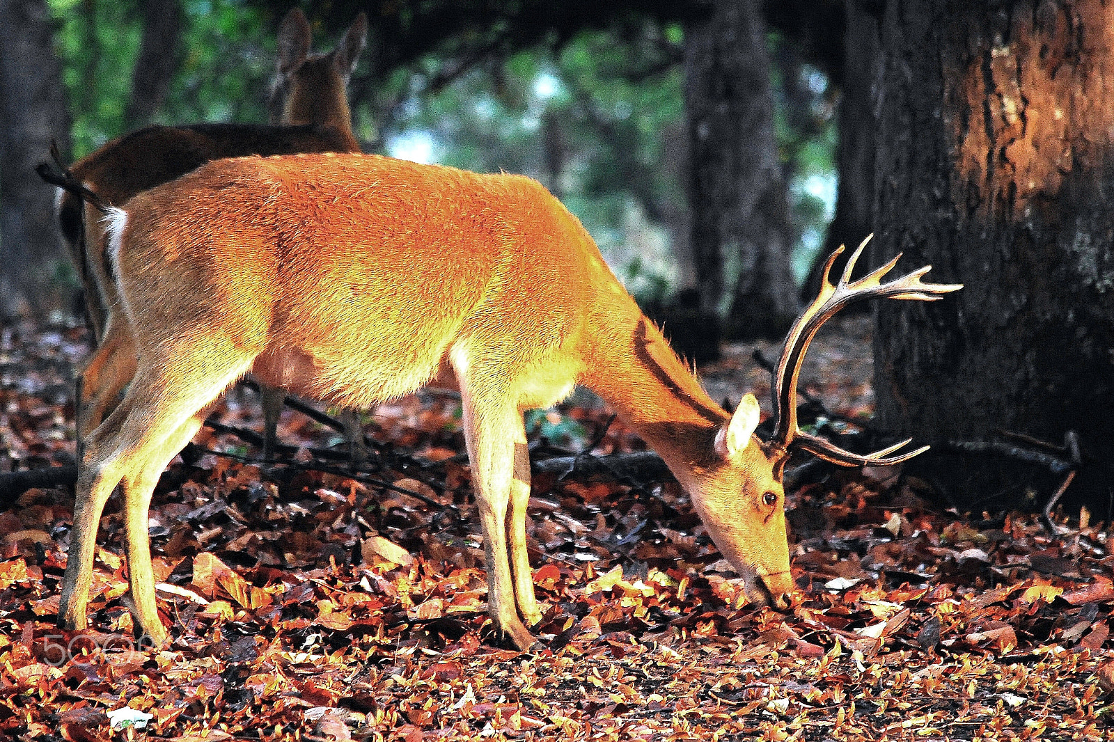 Nikon D80 sample photo. Male barasingha photography