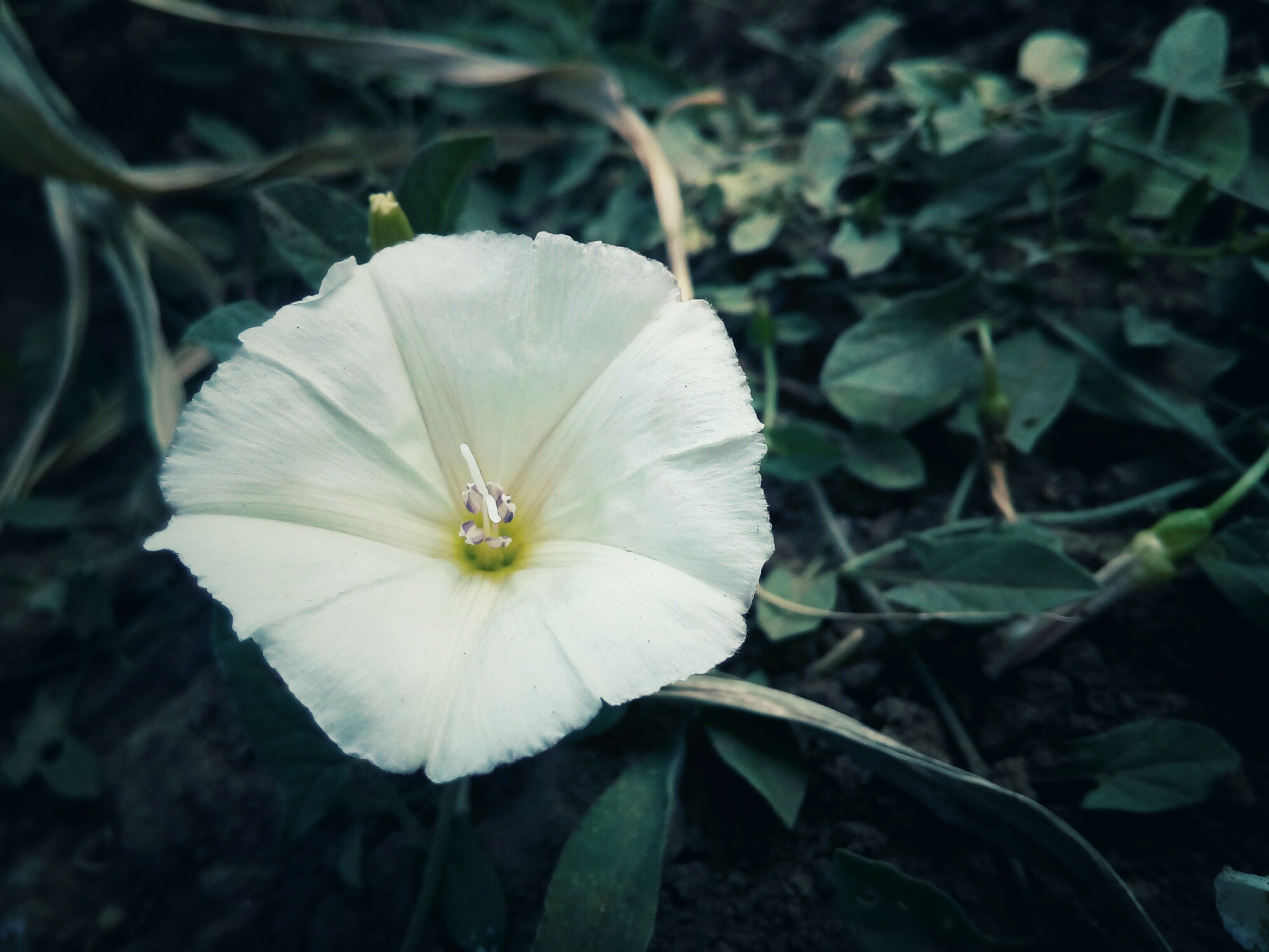 ASUS Zenfone Go (ASUS_Z00VD) sample photo