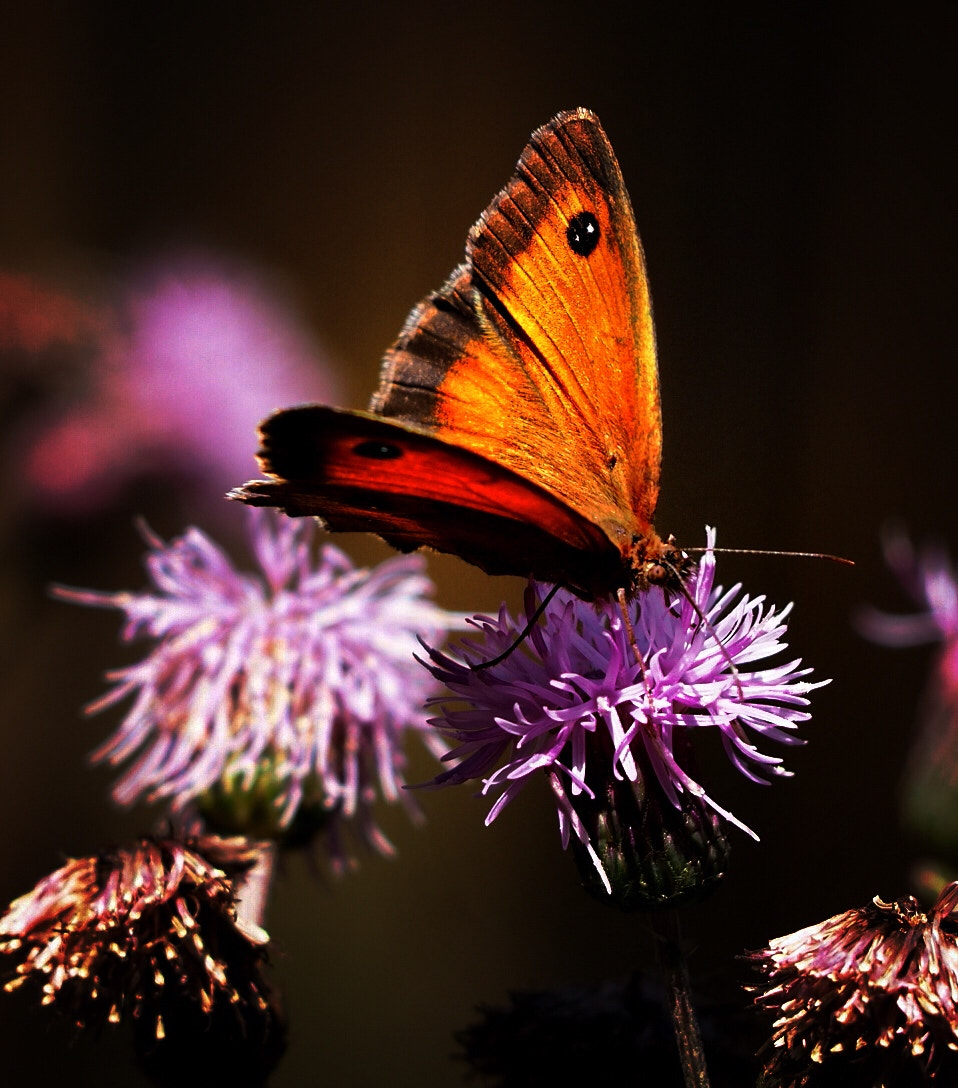 Olympus PEN E-PL7 sample photo. Butterfly photography