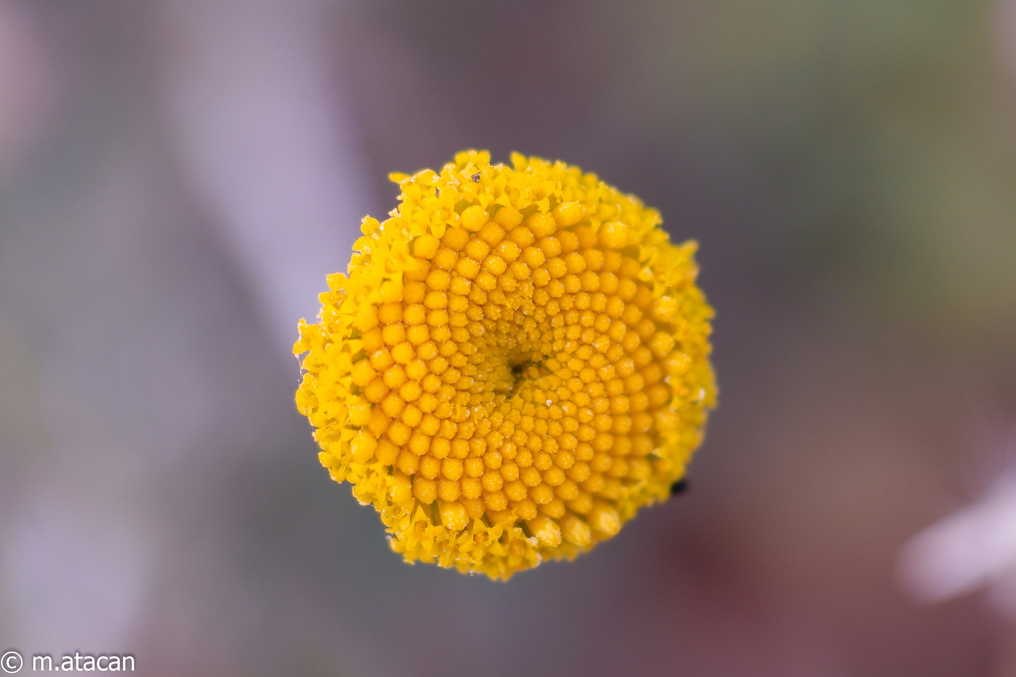 Samsung NX1 + NX 60mm F2.8 Macro sample photo. Flower photography