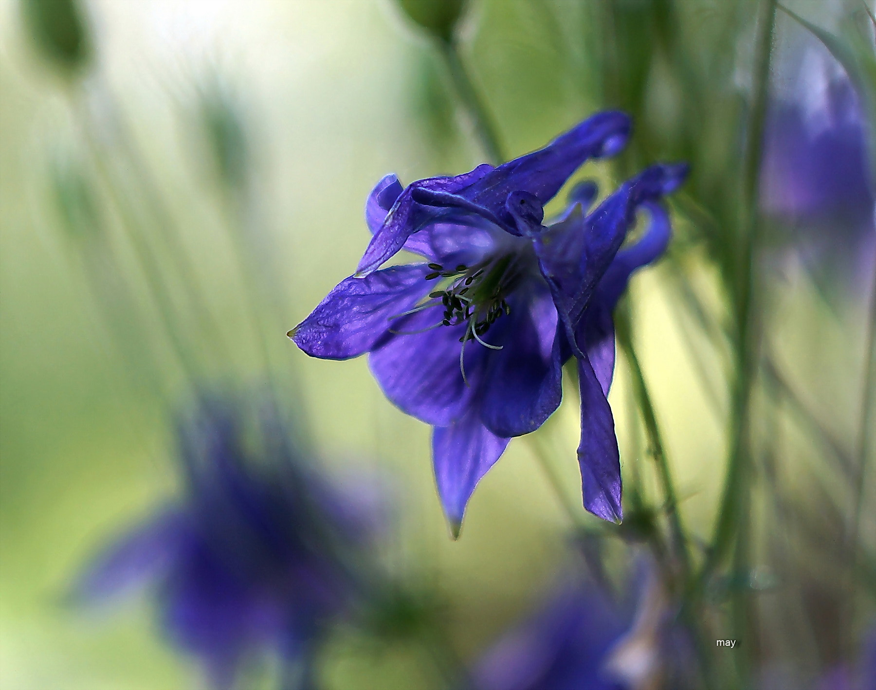 Sony SLT-A65 (SLT-A65V) + Minolta AF 50mm F1.7 sample photo. Aquilegia.. photography