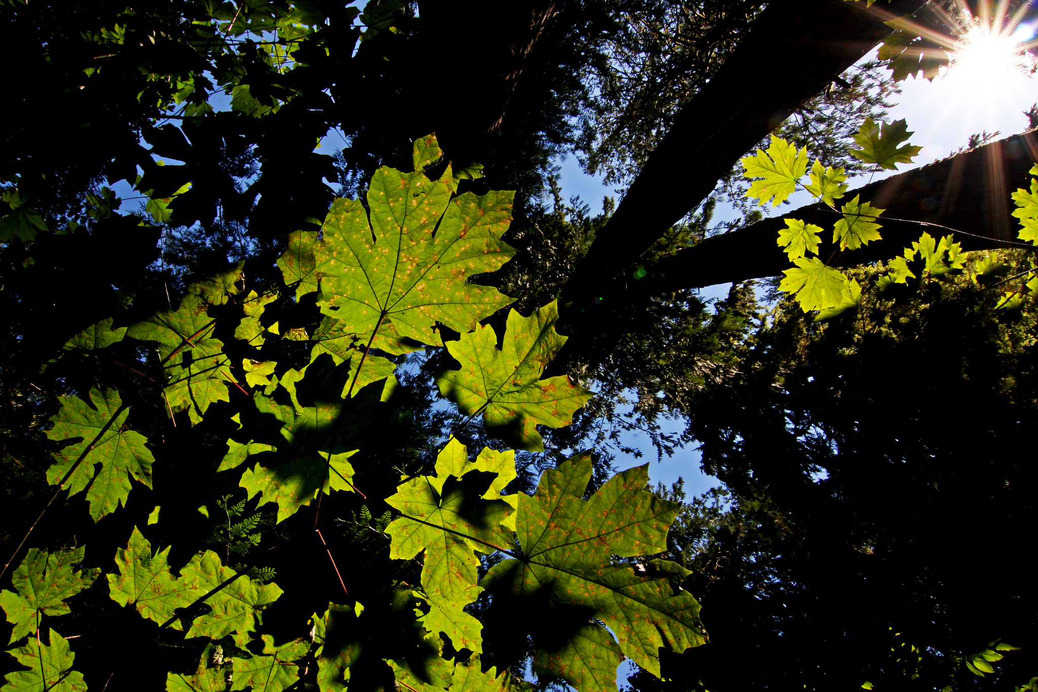 Canon EOS 40D + Tokina AT-X Pro 12-24mm F4 (IF) DX sample photo. Canada maple leaf photography