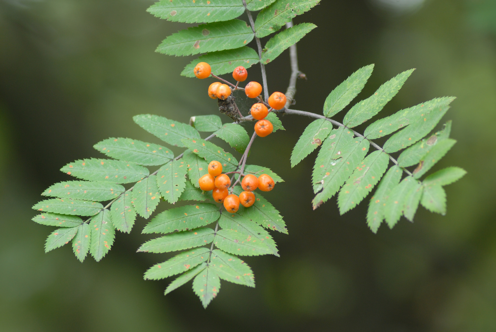 Nikon D200 + Manual Lens No CPU sample photo. Rowan photography