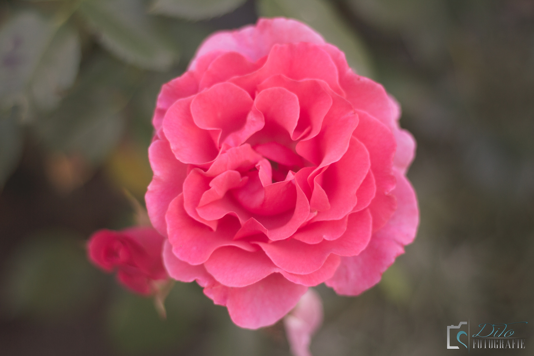 Canon EOS 7D + Canon EF 50mm F1.8 II sample photo. Pink roses are beautiful  photography