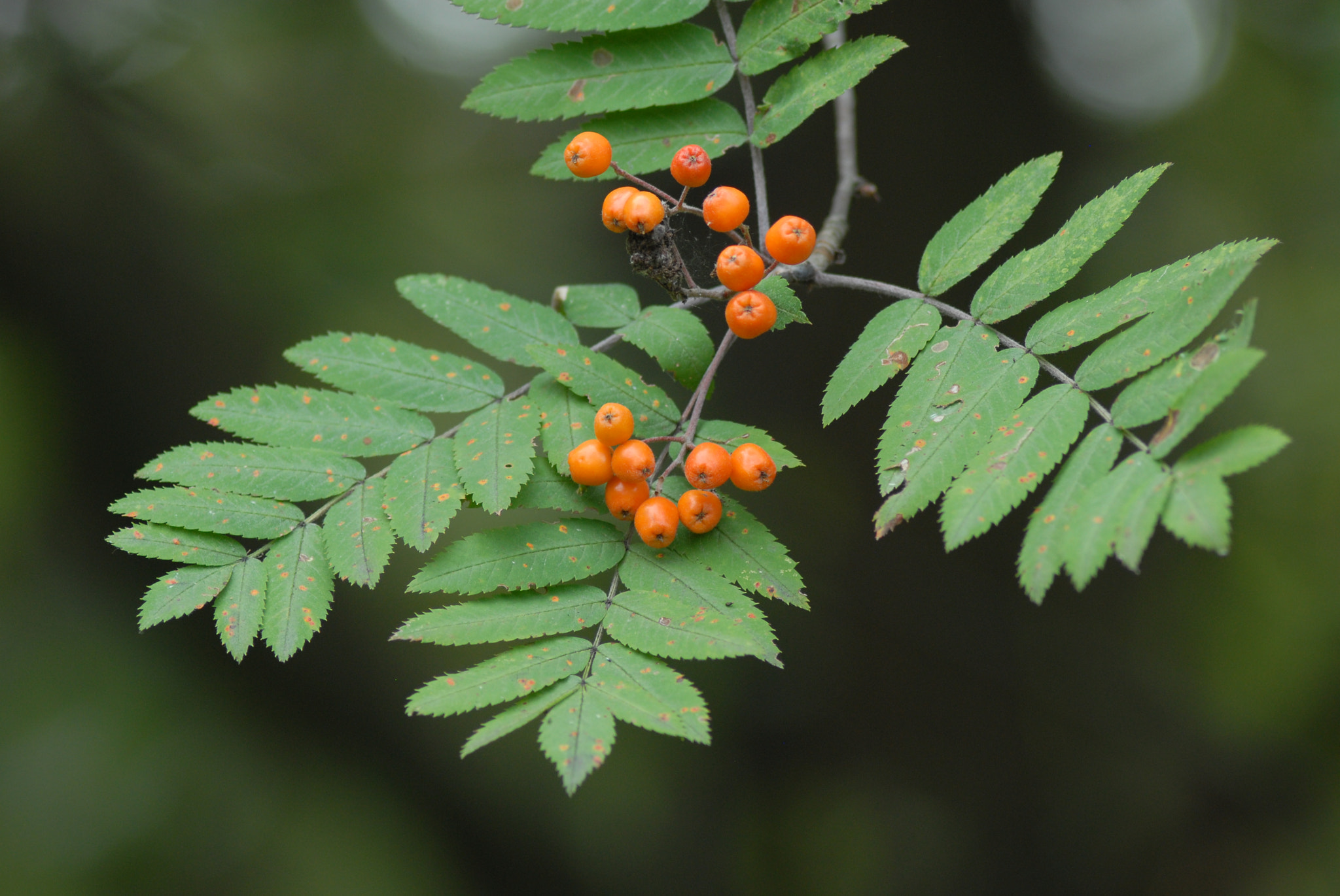 Nikon D200 + Manual Lens No CPU sample photo. Rowan photography
