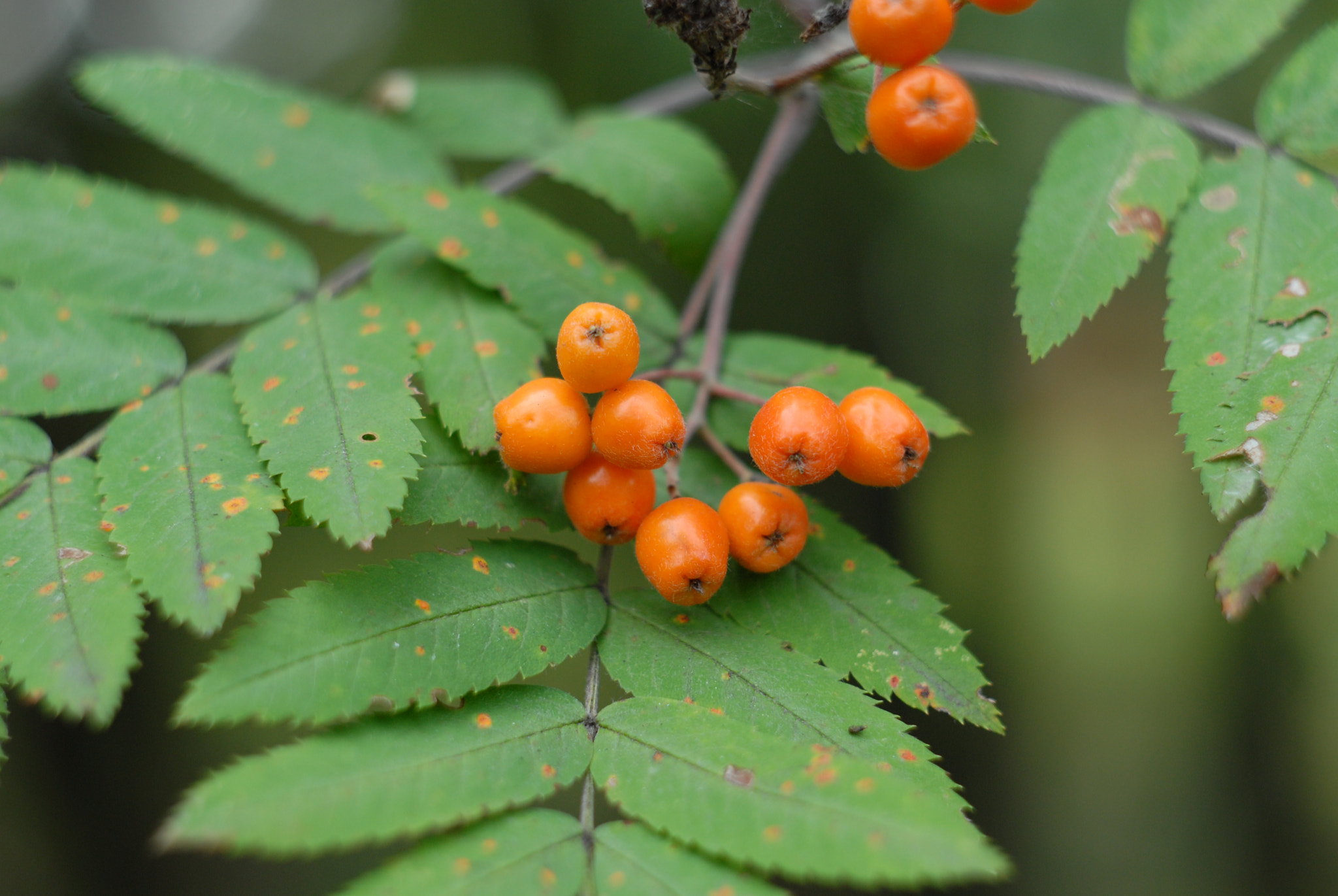 Nikon D200 + Manual Lens No CPU sample photo. Orange photography