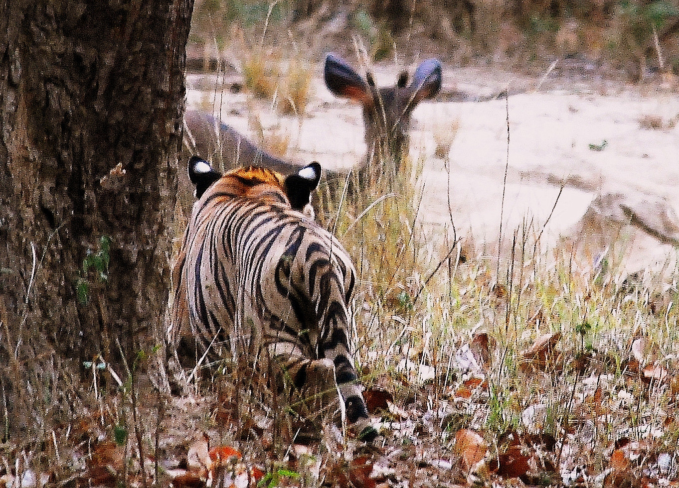Nikon D80 sample photo. Close encounter and escape photography