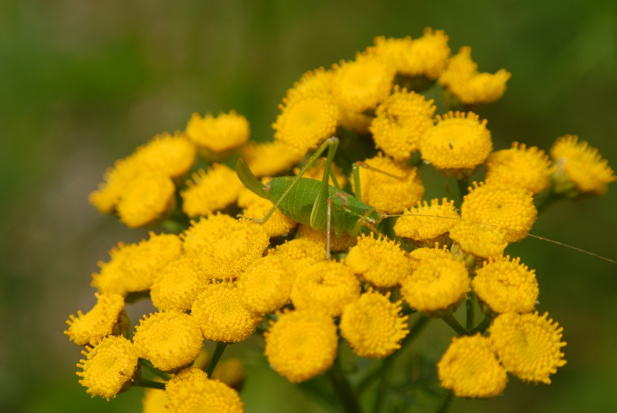 Nikon D200 sample photo. Green and yellow photography