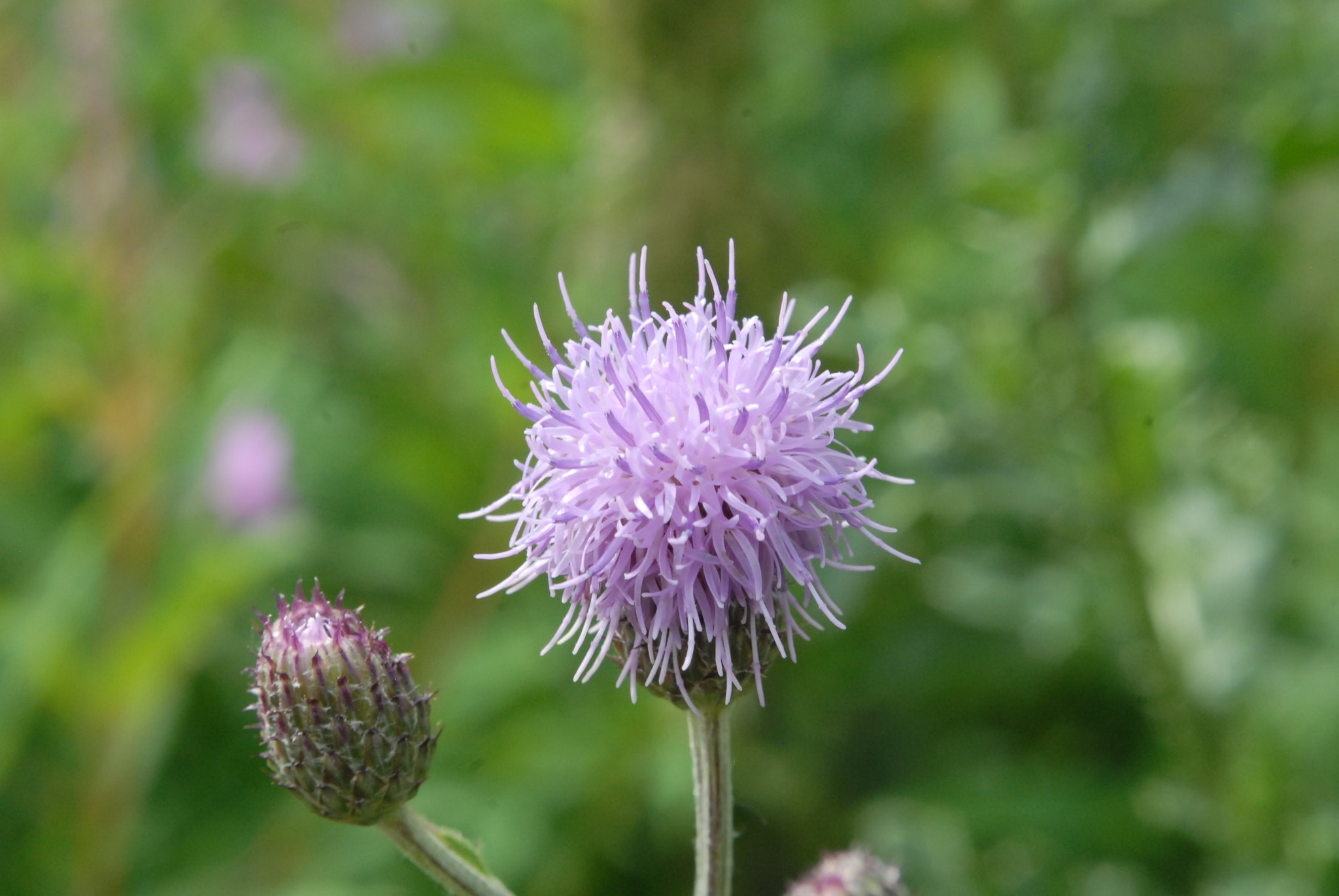 Nikon D200 + Manual Lens No CPU sample photo. Purple photography
