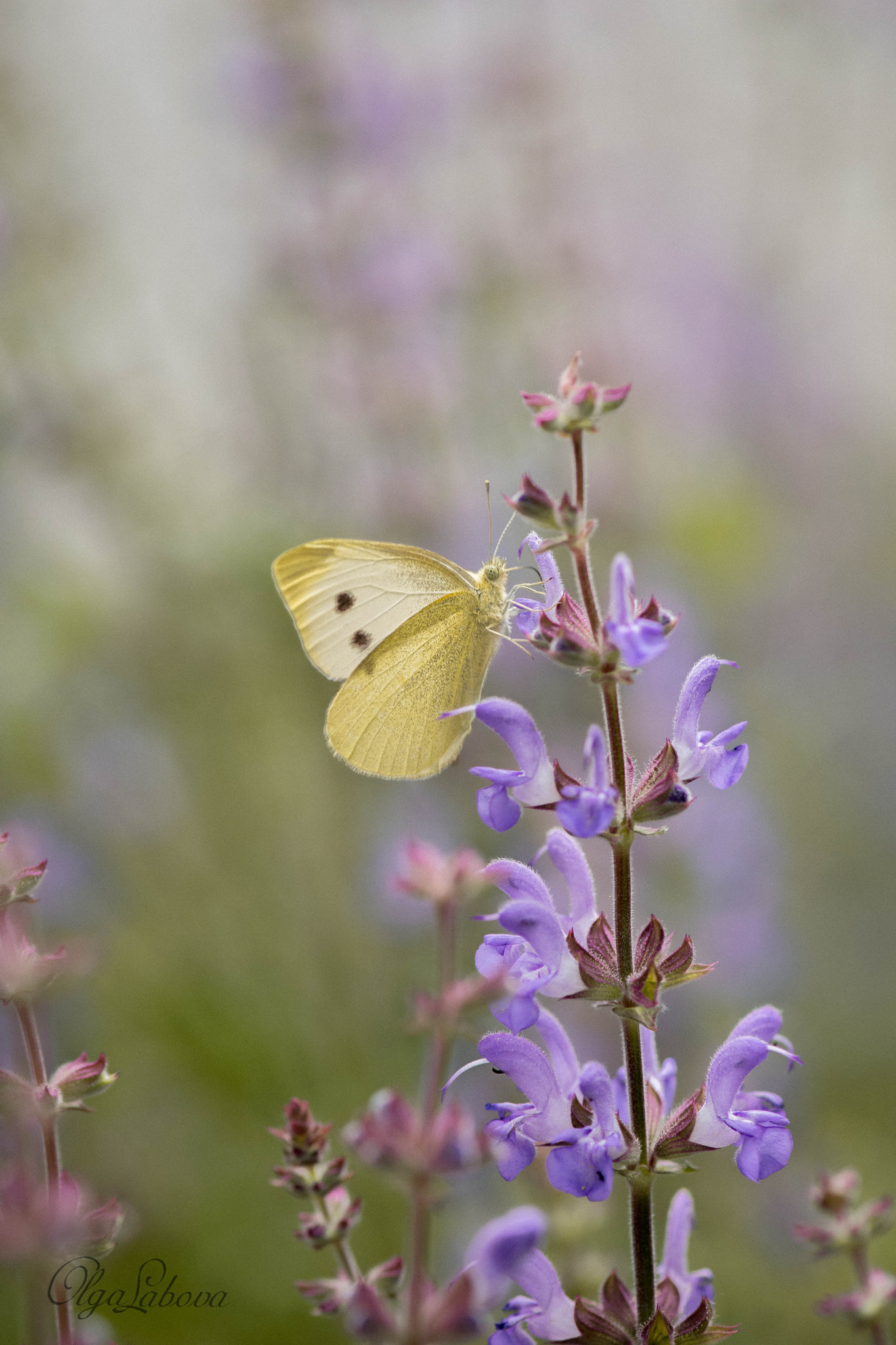 Nikon AF-S Micro-Nikkor 105mm F2.8G IF-ED VR sample photo. The butterfly effect photography