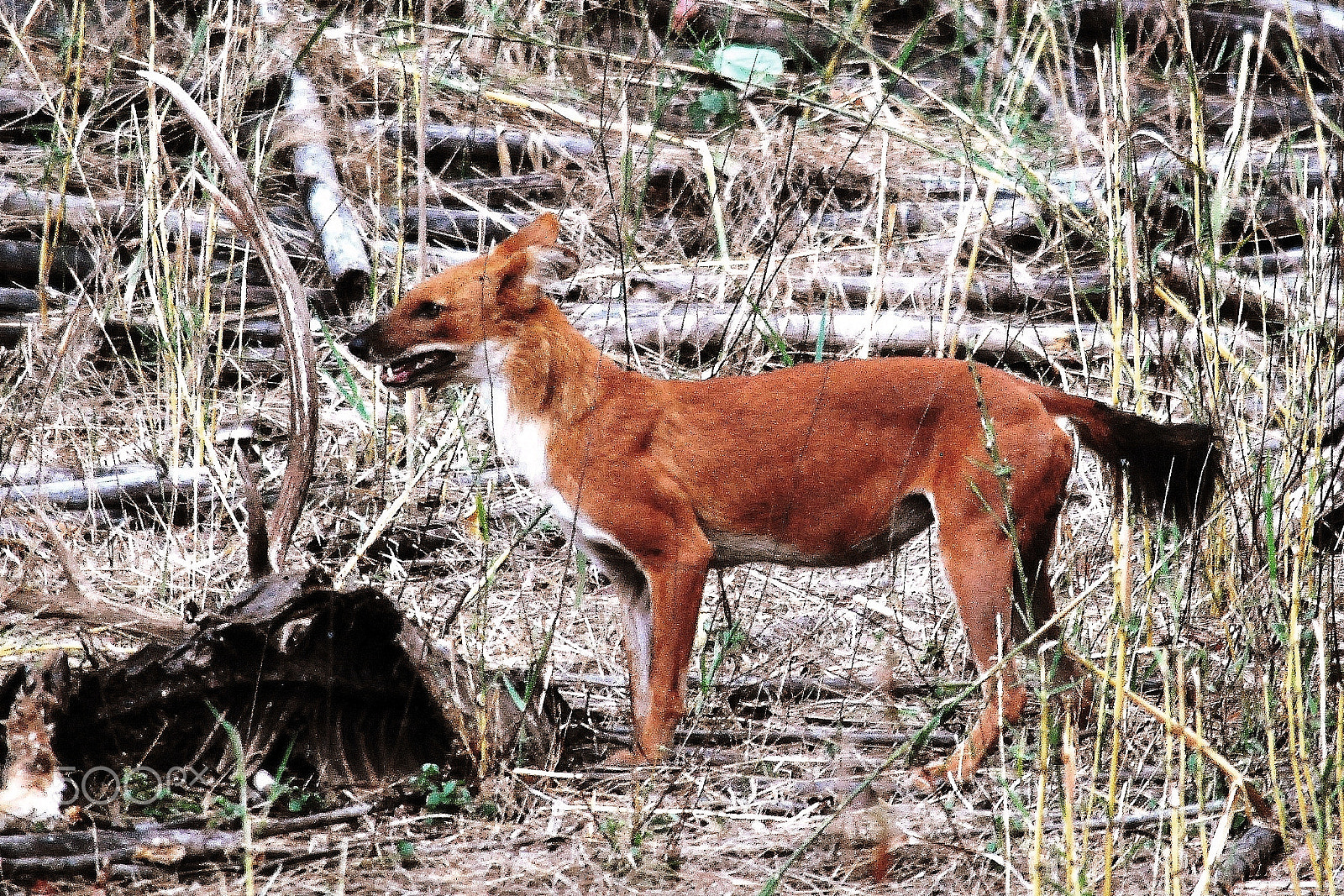 Nikon D80 sample photo. Wild dog guarding the prey photography