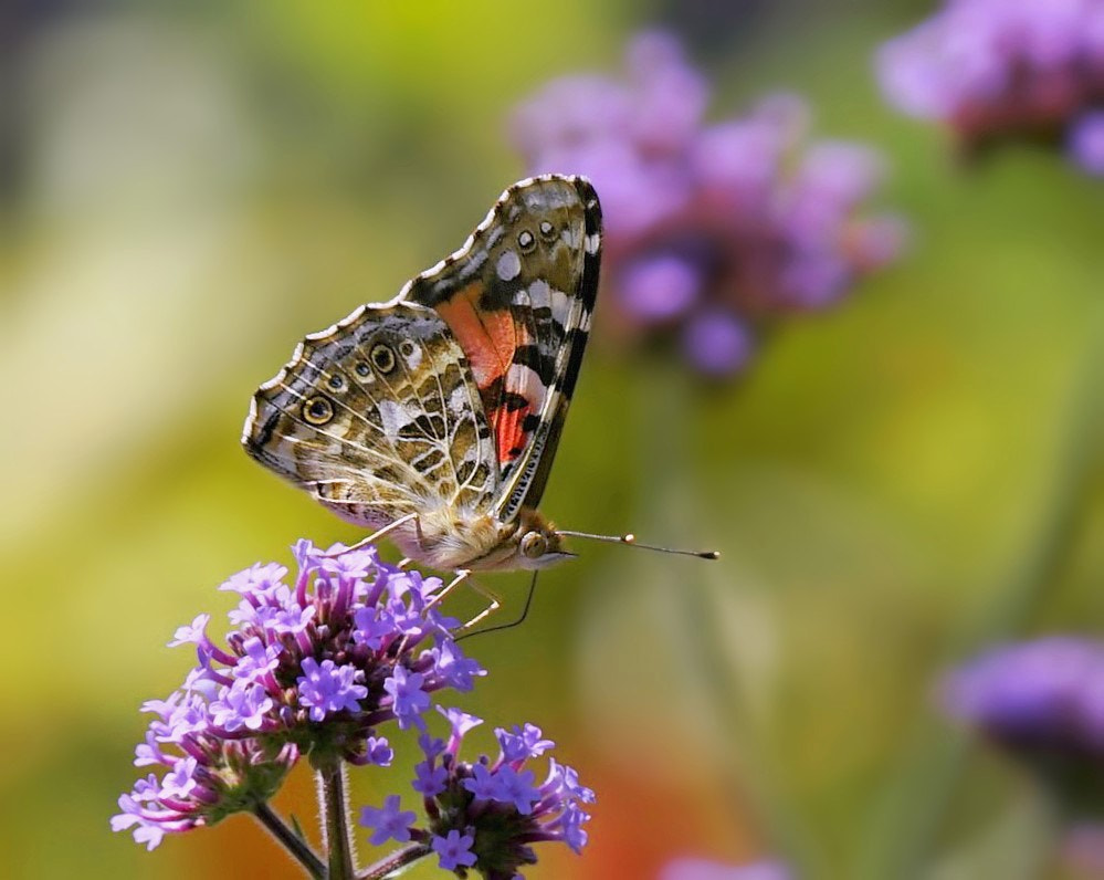 Sony a7 + Sony FE 24-240mm F3.5-6.3 OSS sample photo. Butterfly, satyridae（2） photography