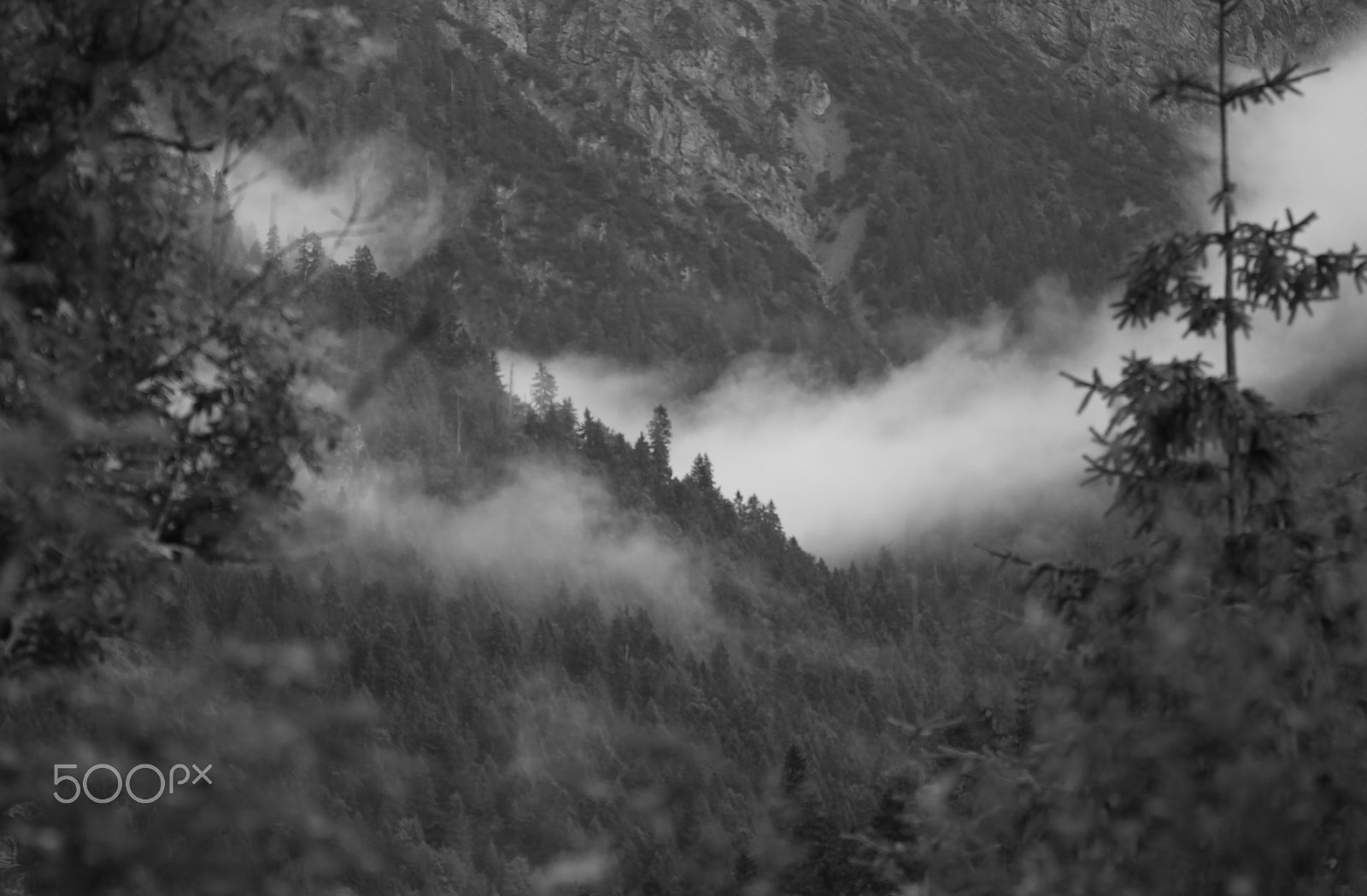 Sigma APO Macro 150mm f/2.8 EX DG HSM sample photo. Fog in the forest photography