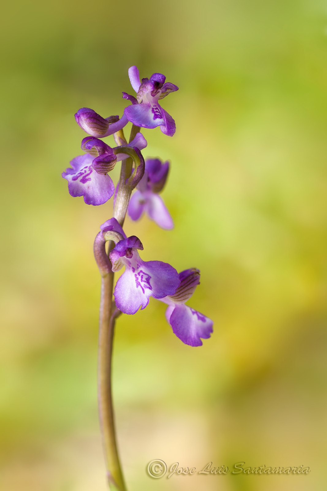 Nikon D300S sample photo. Orchis morio photography
