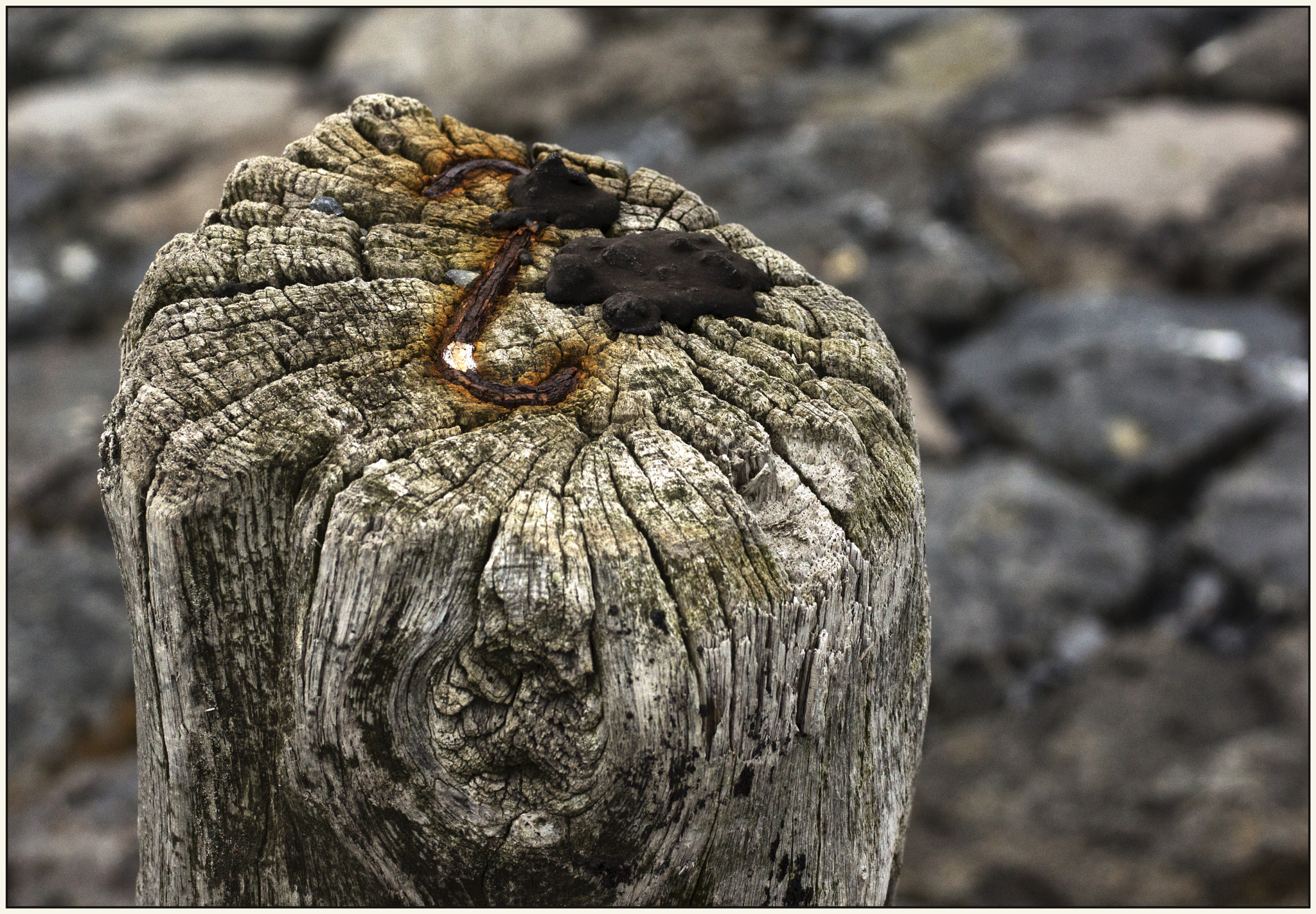 Sony SLT-A65 (SLT-A65V) + Tamron SP AF 90mm F2.8 Di Macro sample photo. -s- photography